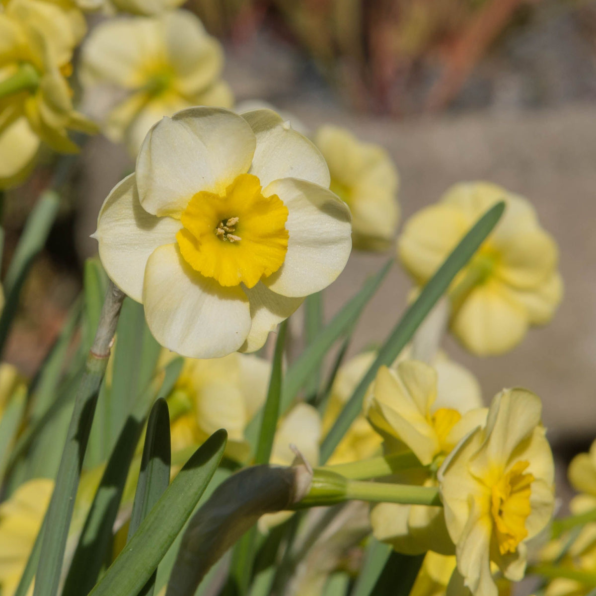 Dwarf Daffodil &#39;Sun Disc&#39; (8 Bulbs)