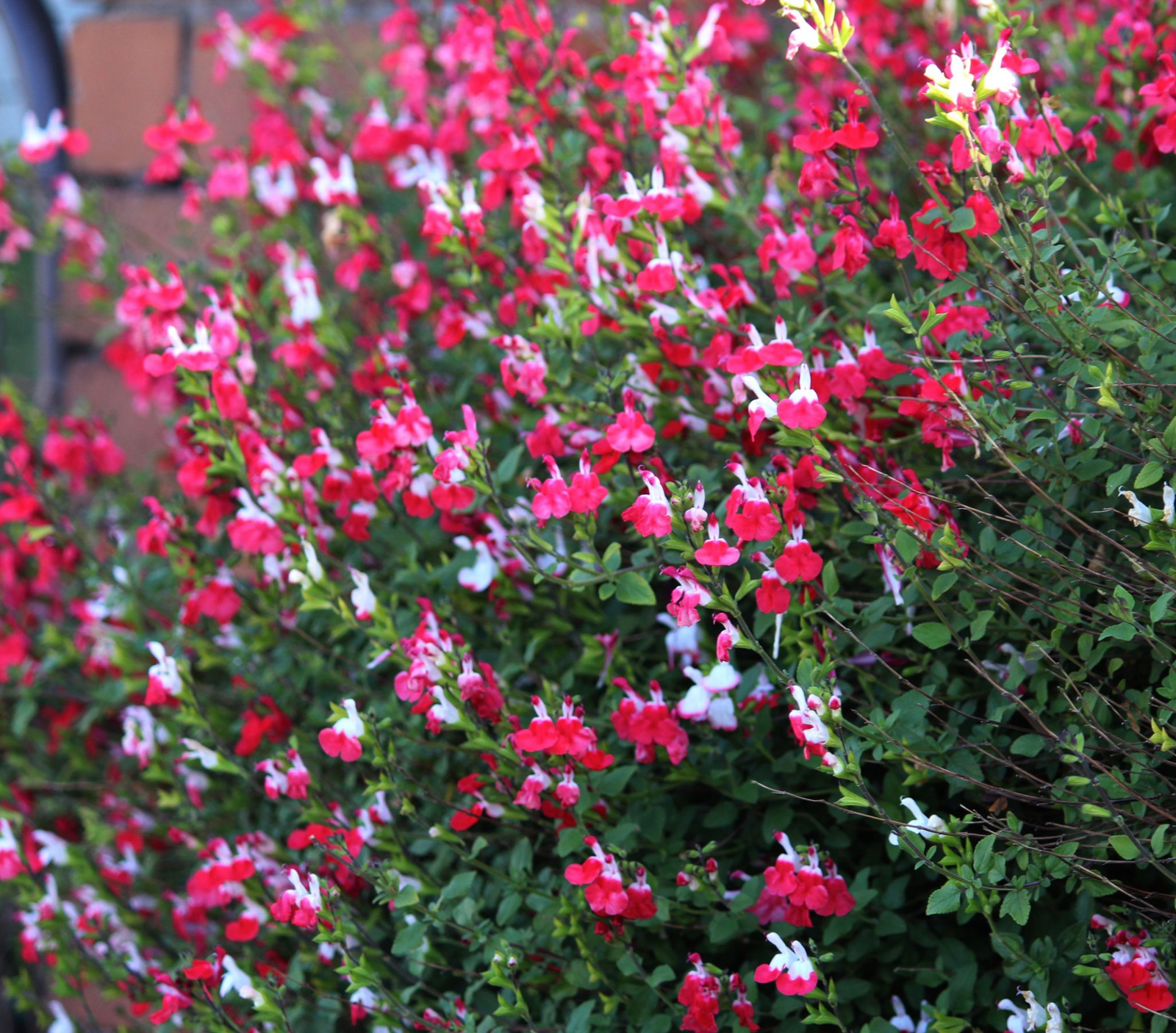 Salvia 'Hot Lips' 9cm/2L forms a dense bush with green leaves and is covered in abundant small red and white blooms, creating a vibrant, colorful display—ideal for anyone wanting fragrant plants in their garden.