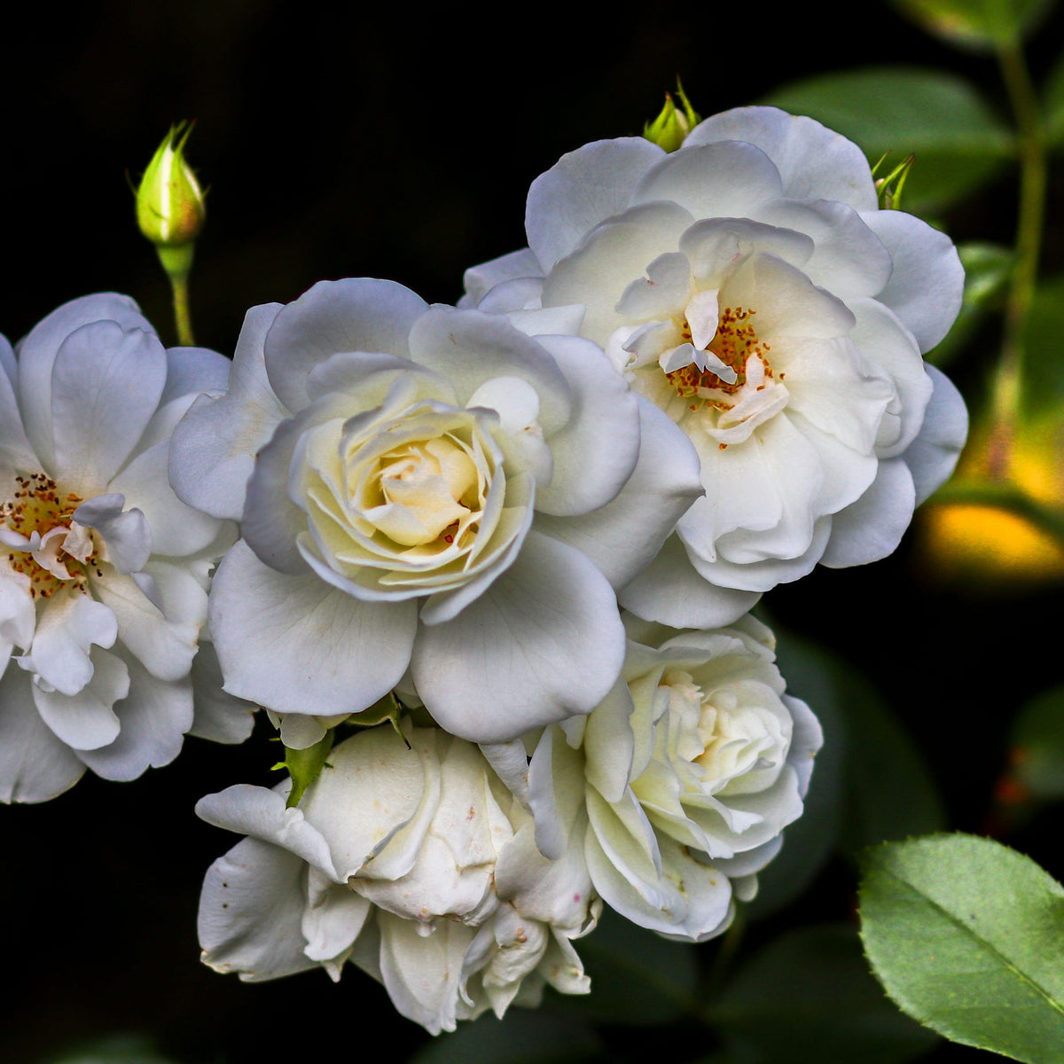 The Rosy Boom Mini Potted Rose 5L features clusters of fragrant white blooms with yellow centers, lush green leaves, and a single rosebud, set against a dark backdrop—ideal for brightening up your garden patio.