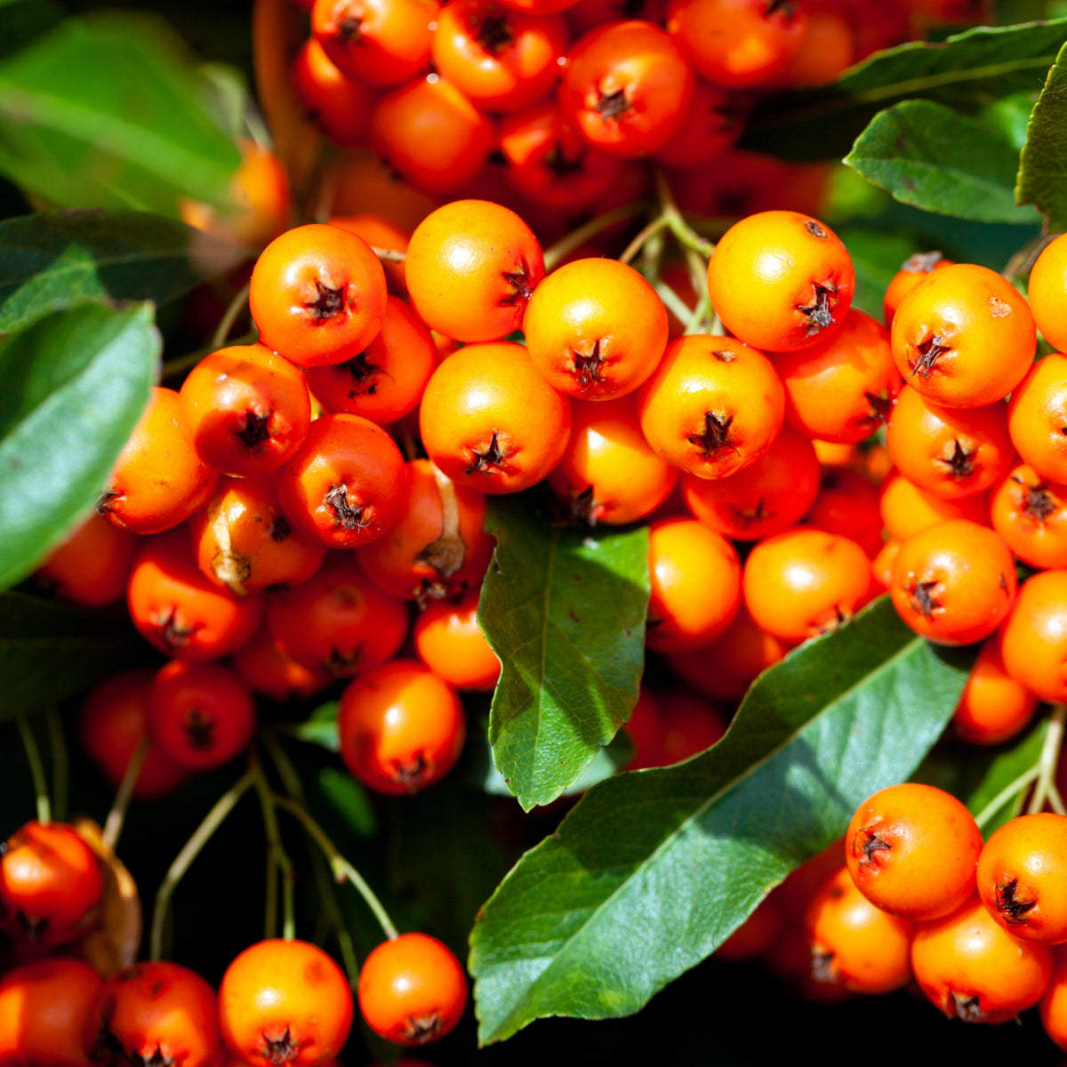 The Pyracantha coccinea &#39;Orange Glow&#39; 1L/2L features clusters of vivid orange berries among glossy green leaves, shown close-up in sunlight for bright color and detail.
