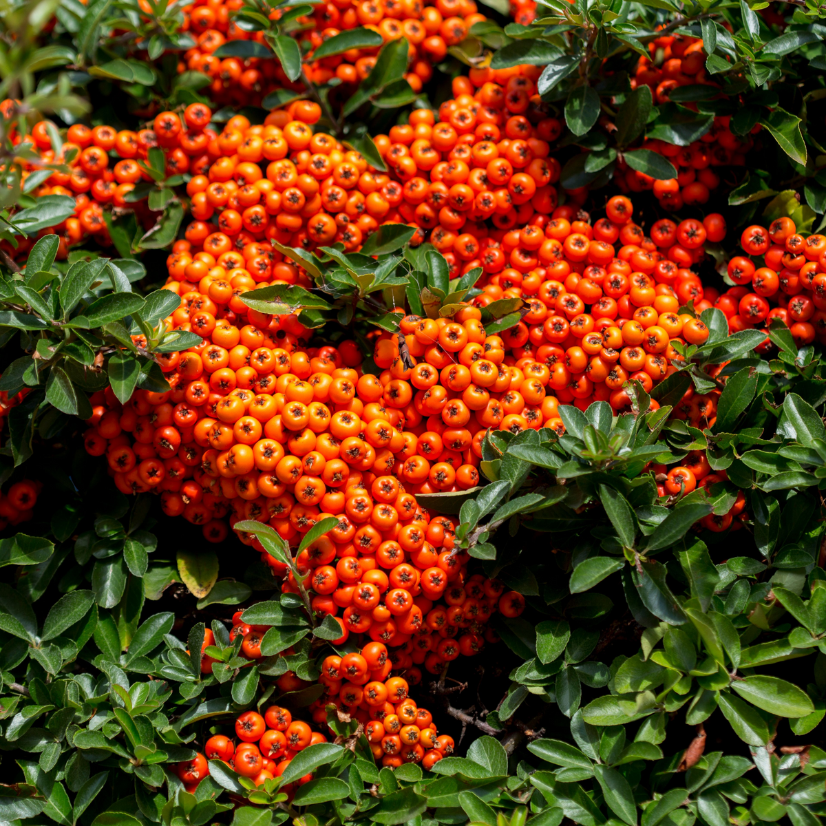 Dense clusters of bright orange berries stand out among glossy green leaves on the Pyracantha coccinea &#39;Orange Glow&#39; 1L/2L, creating a striking contrast between the vibrant fruit and the evergreen foliage.