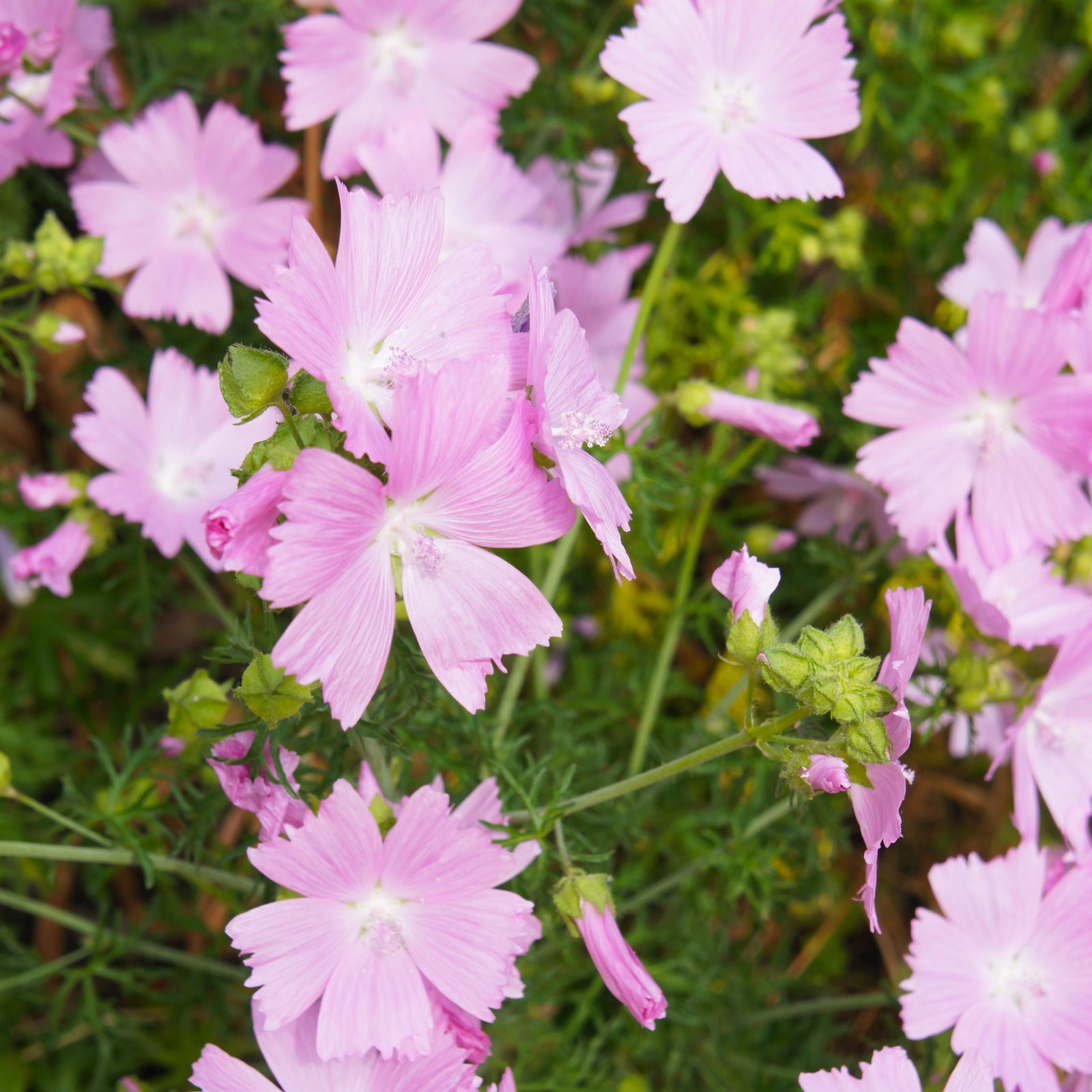 Close-up of Malva moschata 'Rosea' 1L: three light pink flowers with delicate petals and prominent central stamens, set against a soft green background with jagged green leaves—an ideal addition to any cottage garden.