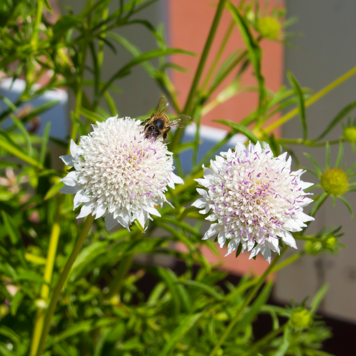 Scabious &#39;Kudo White&#39; 9cm/2L