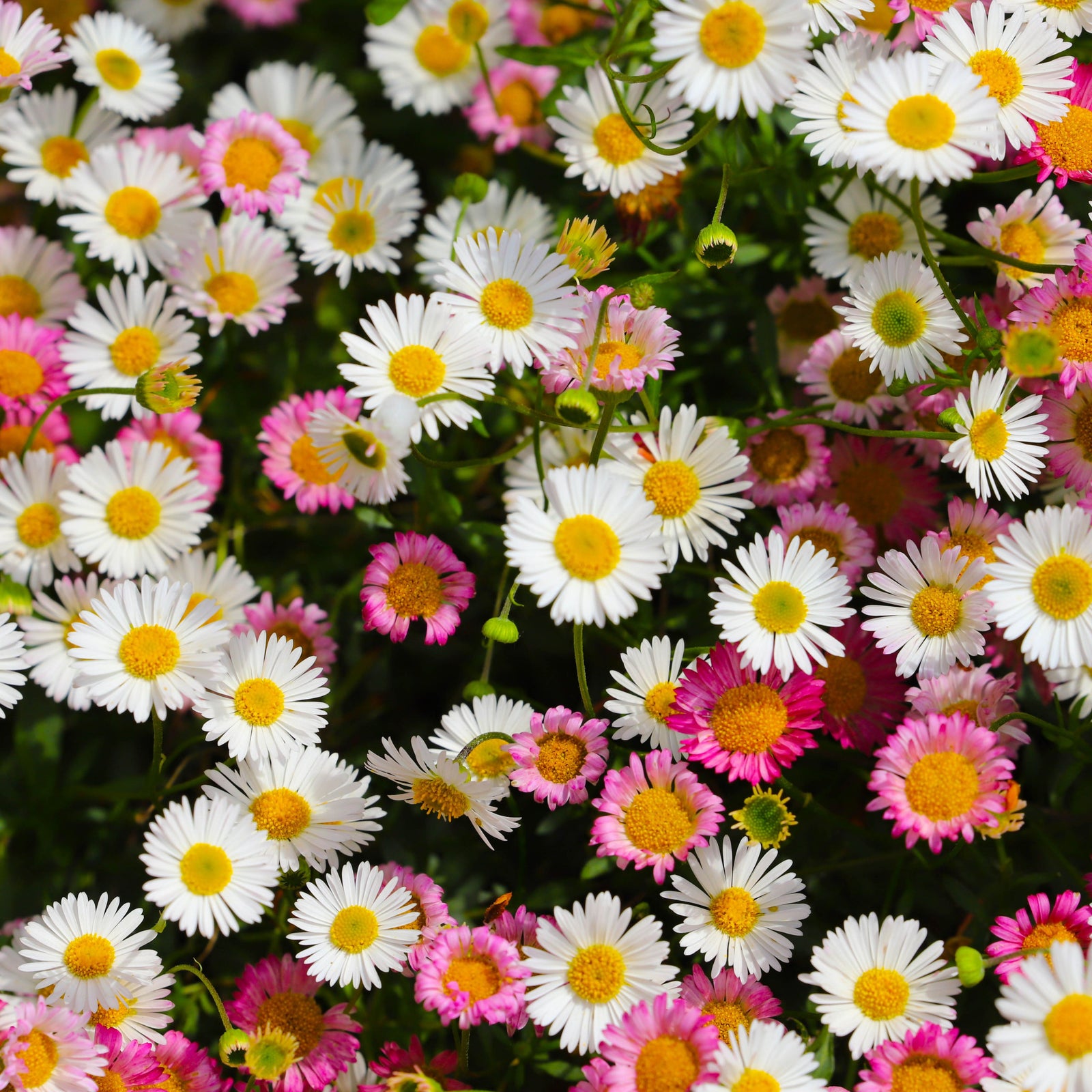 Erigeron karvinskianus Profusion 9cm/2L produces dense clusters of small, daisy-like flowers with white petals, yellow centers, and a touch of pink, set against green foliage—ideal for adding charm to any cottage garden.