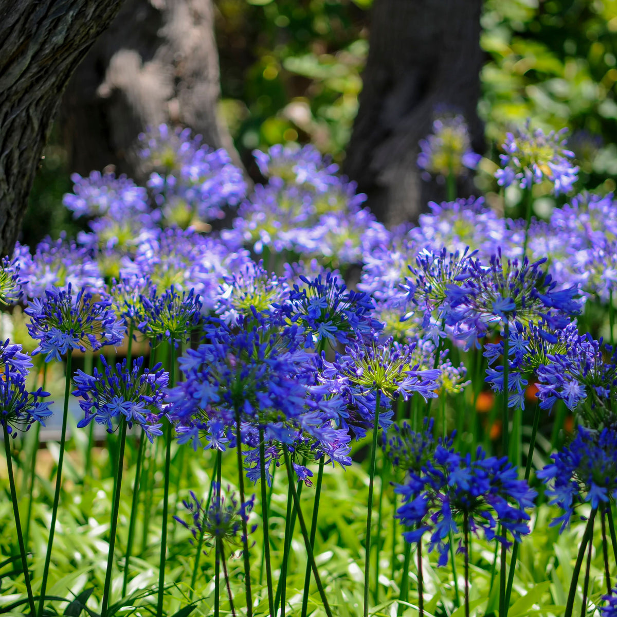 Agapanthus &#39;Blue Umbrella&#39; 9cm / 2L produces striking perennial blue blooms, ideal for brightening up garden borders.