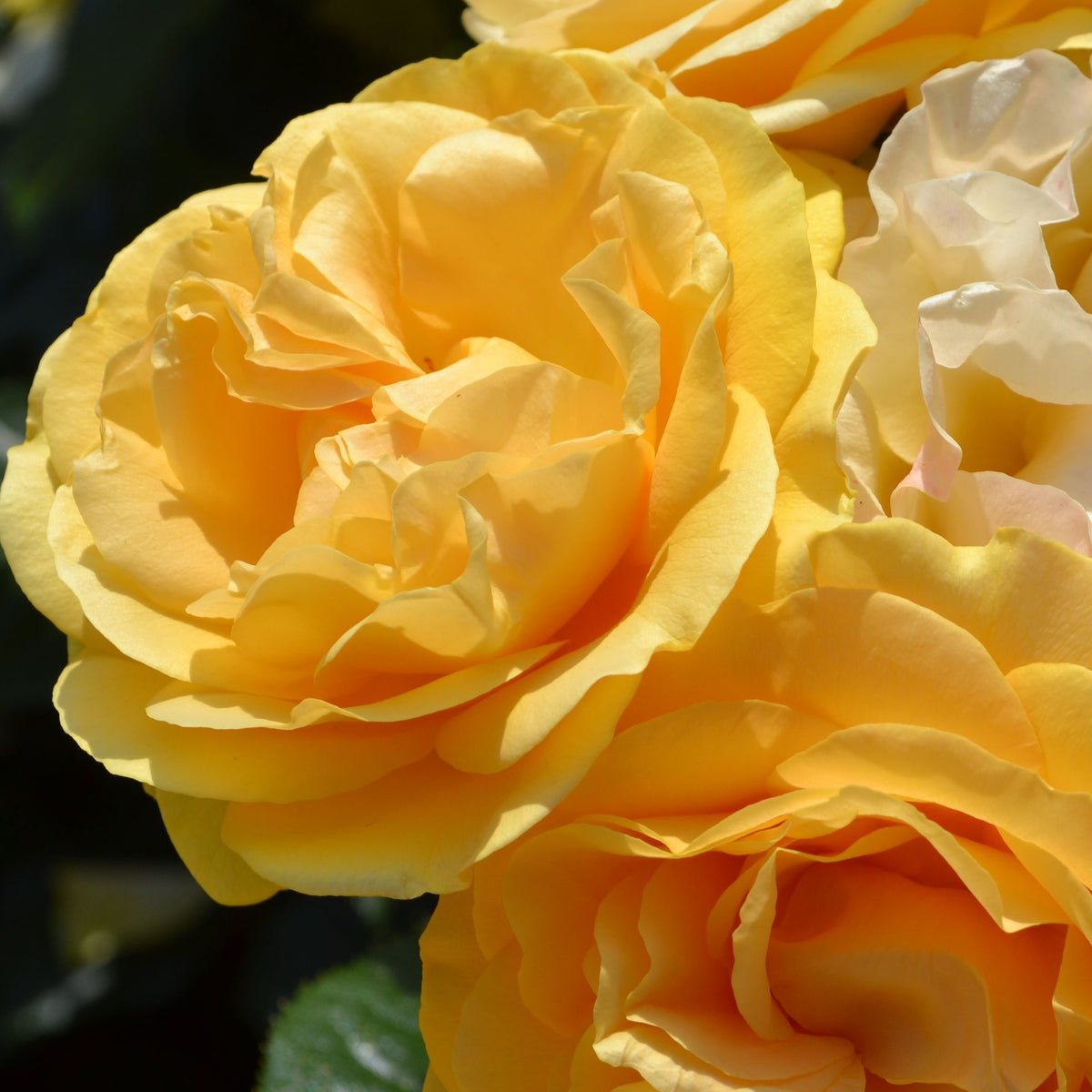 Close-up of the Absolutely Fabulous Floribunda rose in full bloom, its vibrant yellow petals glowing against dark green leaves. This RHS Award winner is available as a 4L potted rose, PRE ORDER for DECEMBER &#39;25.