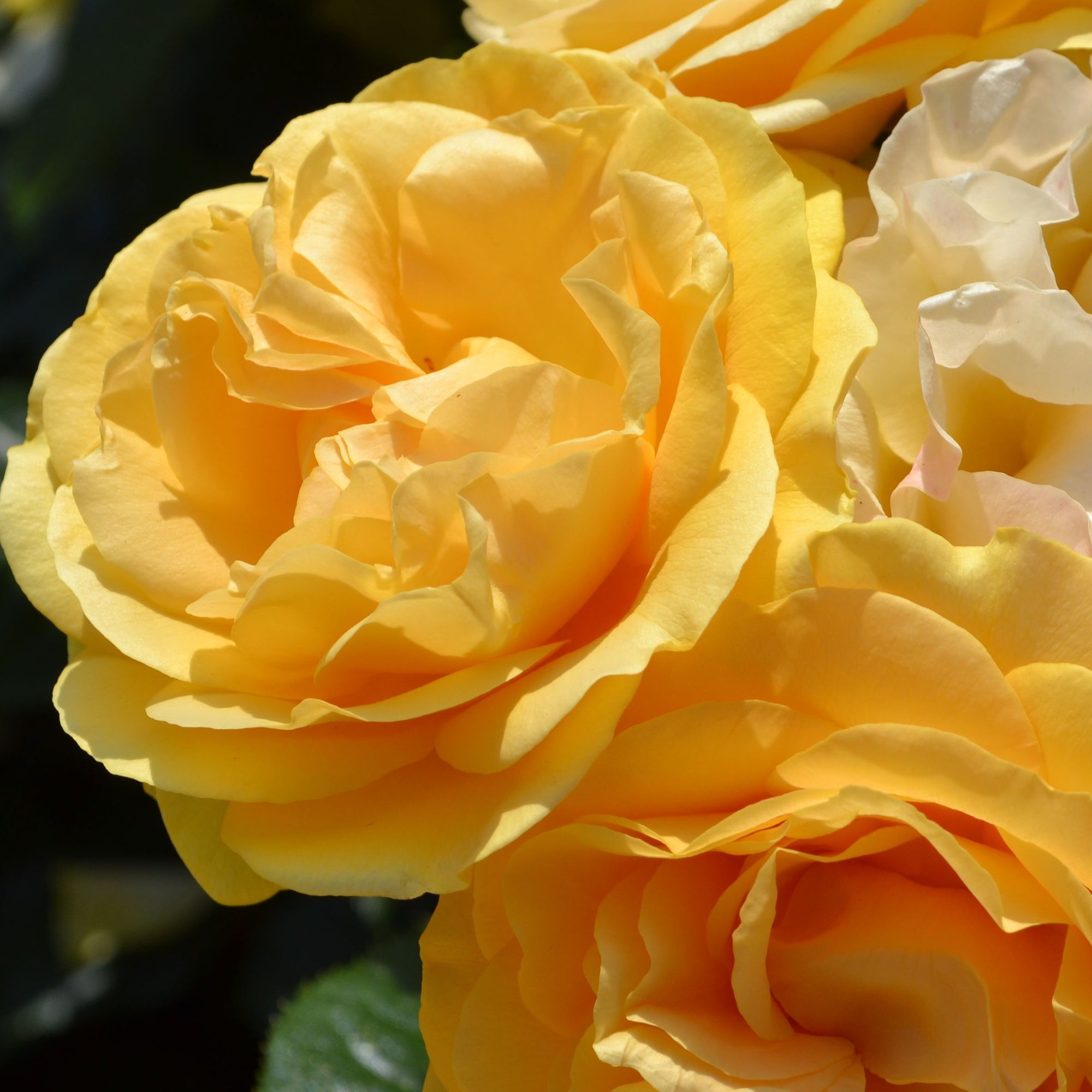 Absolutely Fabulous | Floribunda | 4L Potted Rose