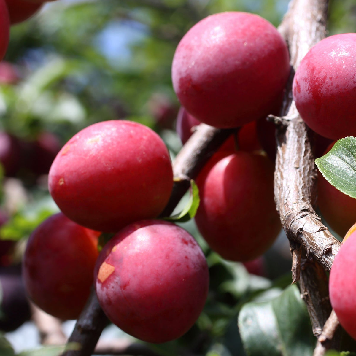 Clusters of ripe, reddish-purple fruit hang from the Dwarf Patio Plum Tree &#39;Jubileum&#39; 1M, their glossy skins gleaming in the sunlight and inviting you to enjoy a fresh early harvest in a lush, natural outdoor setting.