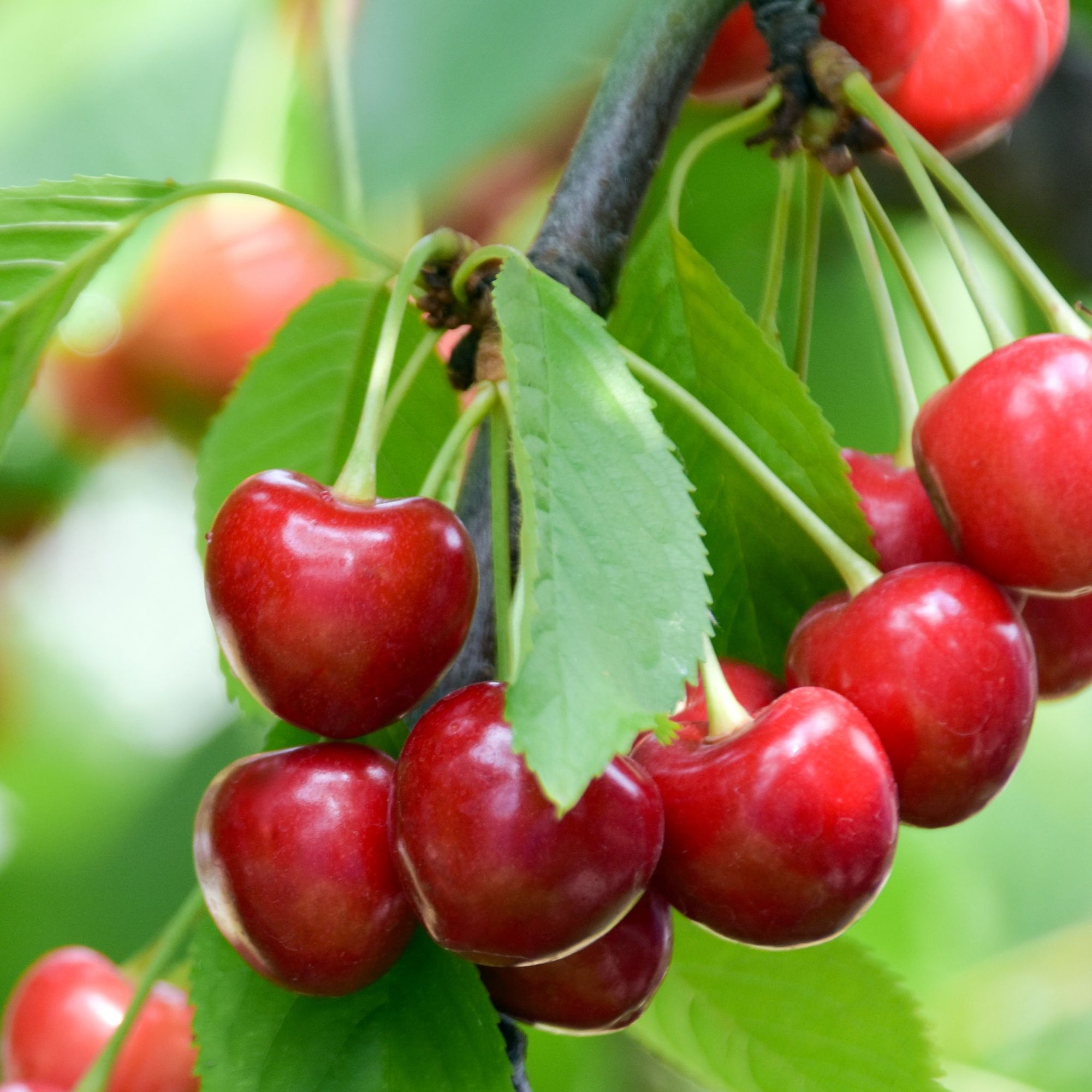 Dwarf Patio Cherry Tree 'Regina' (2 Sizes Available)