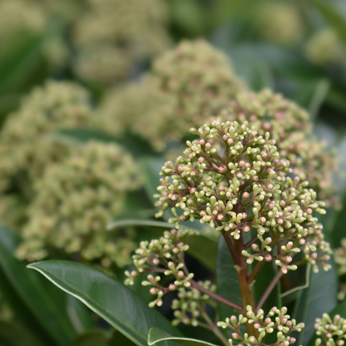 Close-up of greenish flower buds on Skimmia japonica &#39;Finchy&#39; (10.5cm / 2L / 5L), featuring broad dark green leaves; softly blurred background highlights this popular winter garden plant.