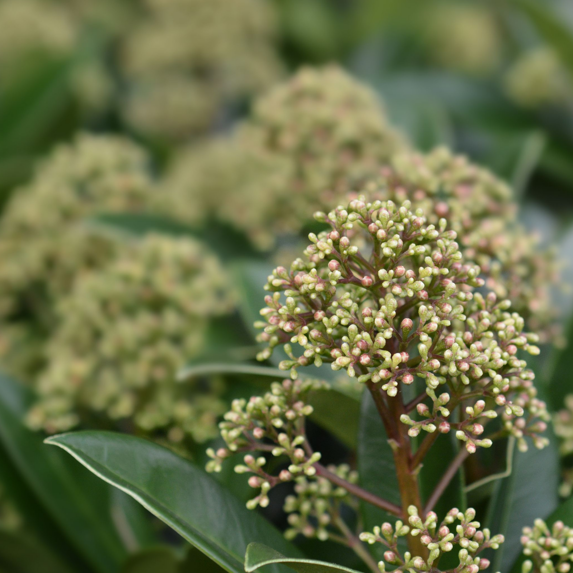 Skimmia japonica 'Fragrant Cloud' 1L/2L