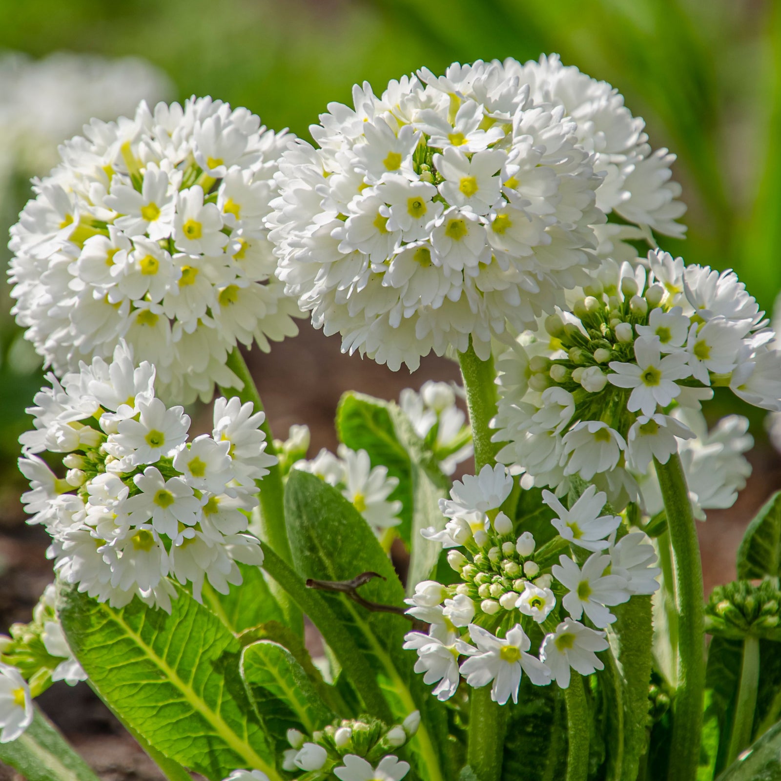 Clusters of white, round Primula denticulata Alba (Drumstick Primrose) 9cm/14cm bloom atop leafy green stems in the garden, set against a backdrop of blurred foliage and soil.
