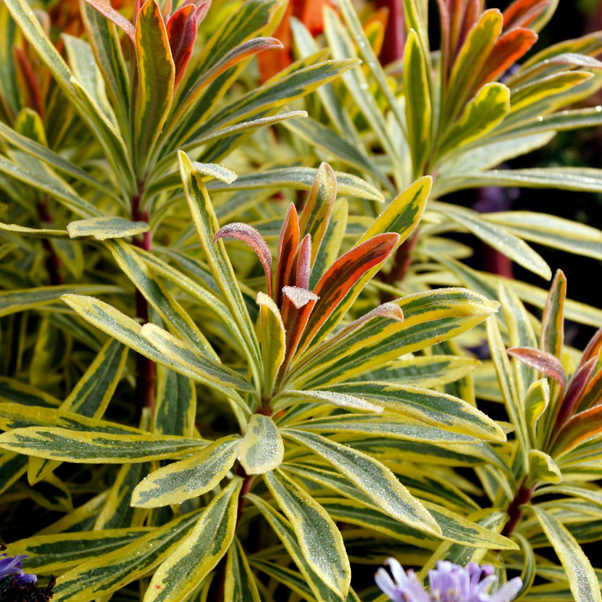 A close-up of Euphorbia x martinii &#39;Ascot Rainbow&#39; (9cm/1.5/2L), an evergreen perennial with dense, variegated green and yellow foliage, red-tinged new growth, and glistening dewdrops on its leaves.