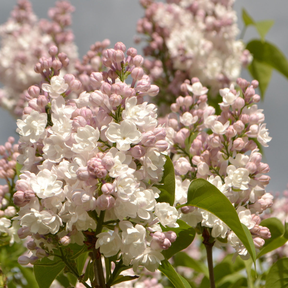 Clusters of light pink and white Syringa vulgaris &#39;Beauty of Moscow&#39; (Krasavitsa Moskvy) lilac flowers bloom amid green leaves, with more blossoms softly blurred in the background under a cloudy sky. 3L container.