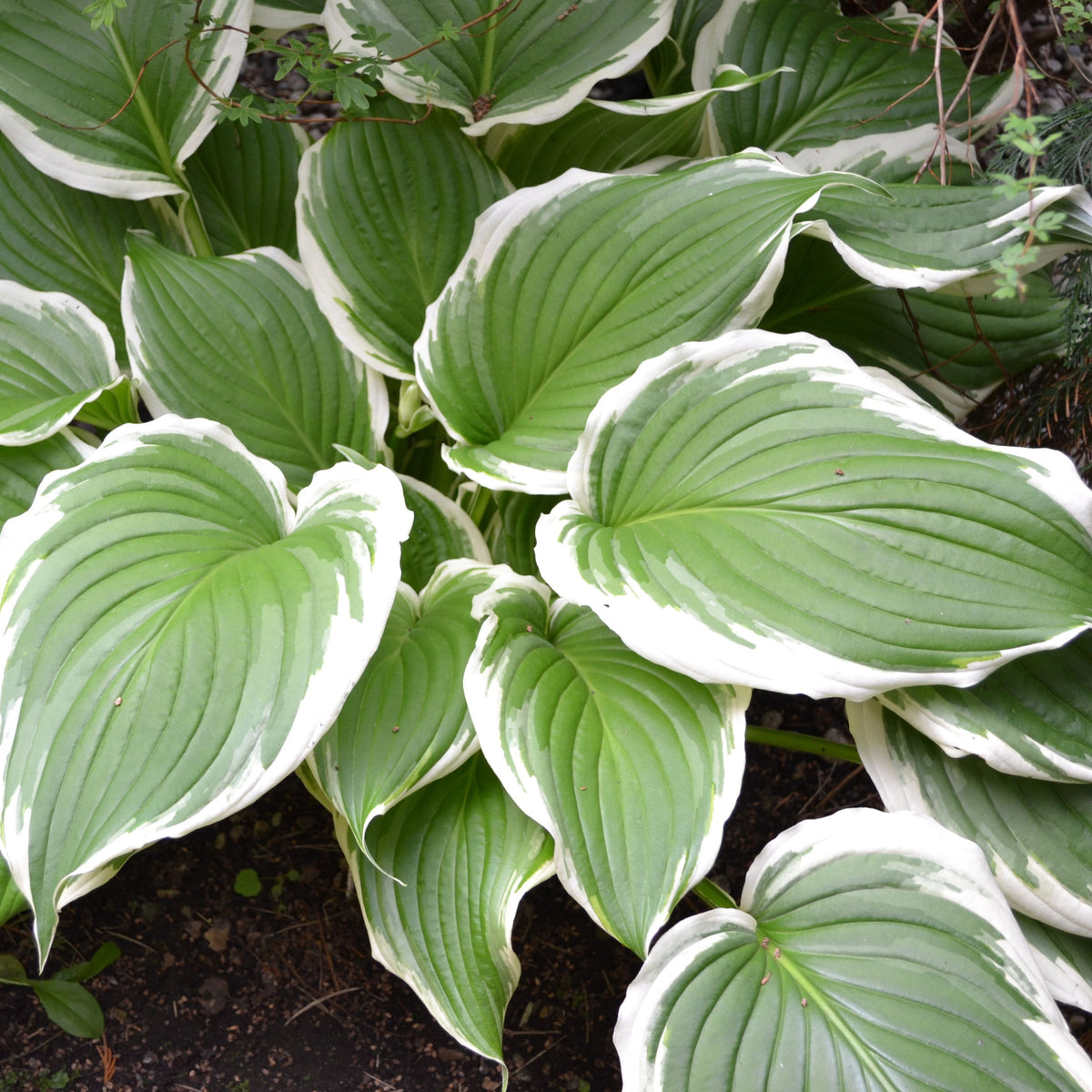 Hosta undulata var. albomarginata 1L