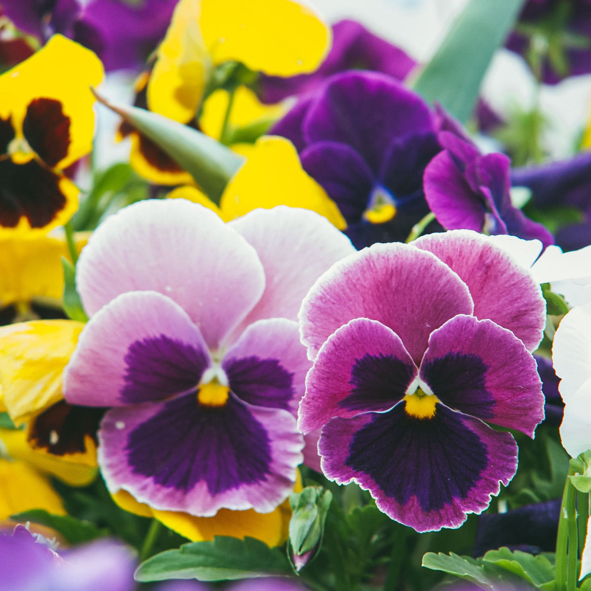 Close-up of the 20 Pack Pansy Tray, a popular bedding plant with brightly coloured purple, violet, yellow, and white blooms. The pansies have dark centers, velvety petals, and lush green leaves in the background.