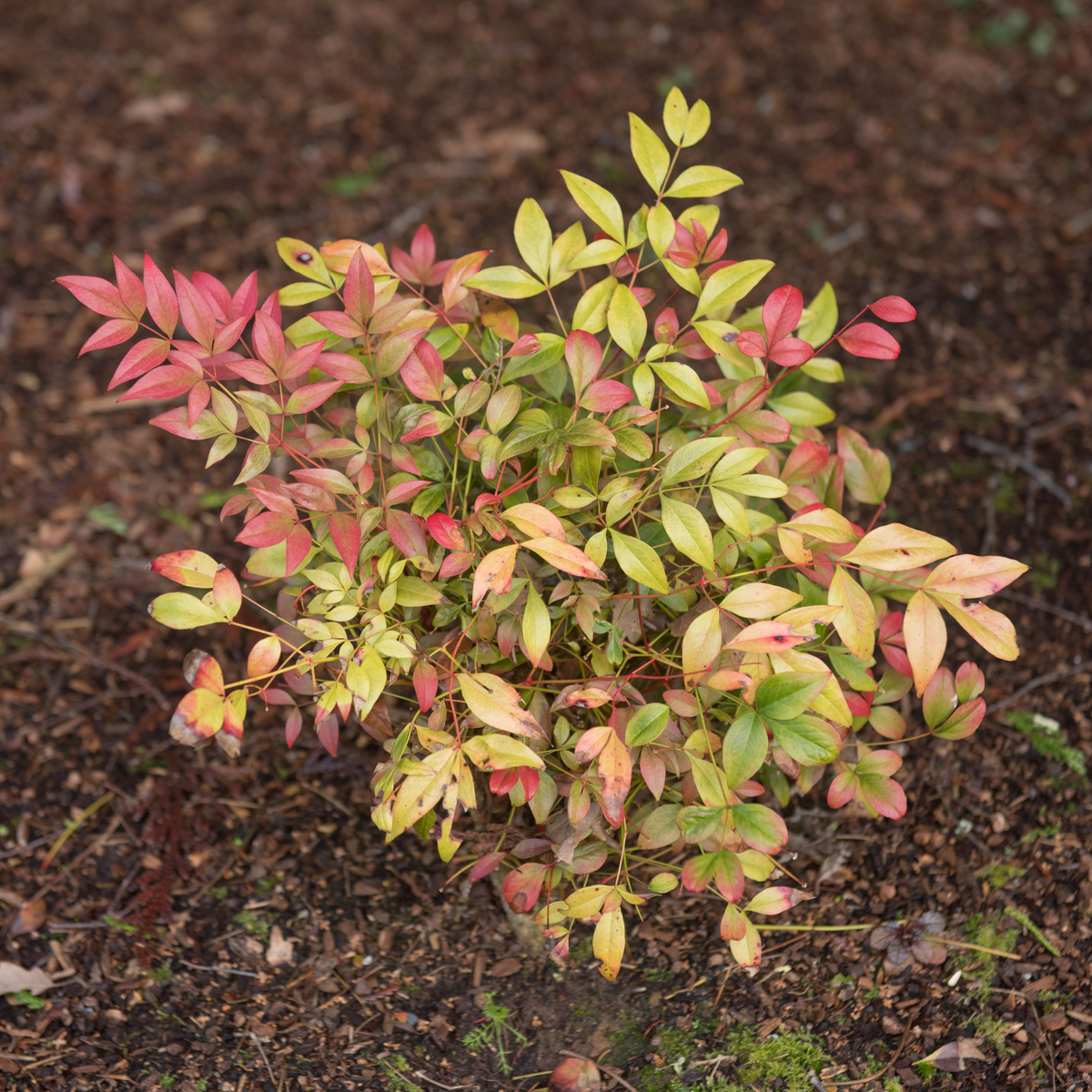 Nandina domestica &#39;Obsessed&#39; 9cm / 3L