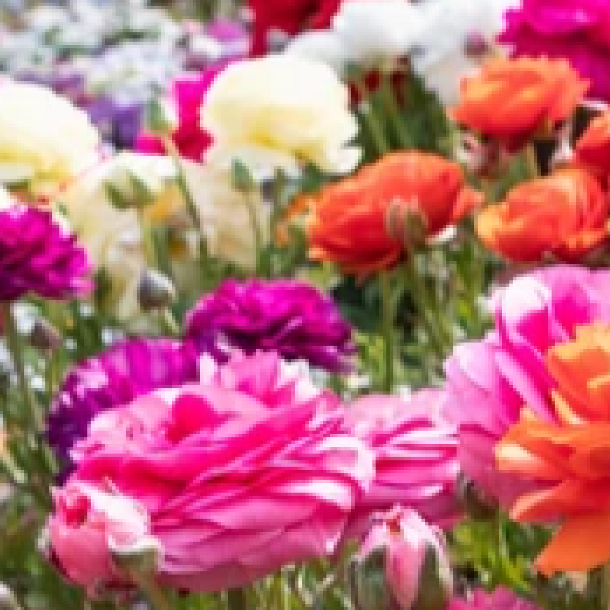 A vibrant field of pink, purple, white, orange, and red Ranunculus blooms grown from the Ranunculus (10 Mixed Bulbs) set, featuring lush green stems and a soft, colorful backdrop.