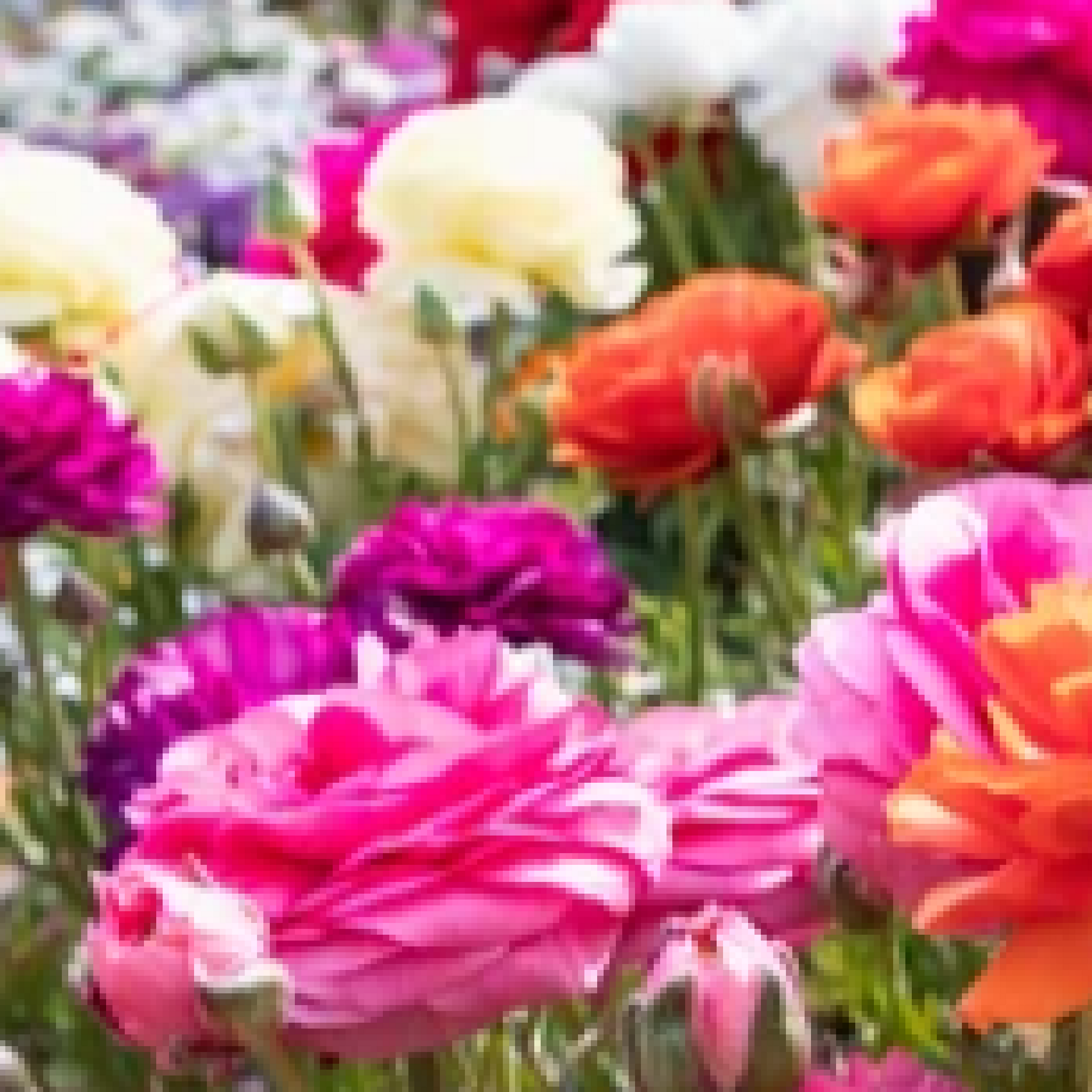 Ranunculus (10 Mixed Bulbs)