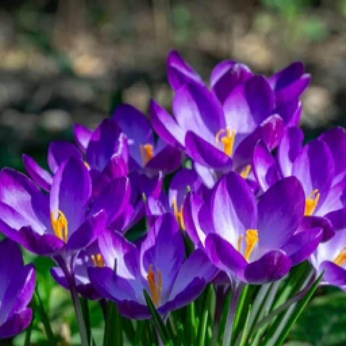 Specie Crocus &#39;Ruby Giant&#39; (12 Bulbs) produces vibrant purple blooms with white centers and bright yellow stamens, flourishing in sunlight against a blurred green and brown background.