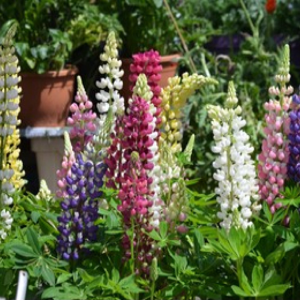 Tall spikes of Lupin Russel Hybrids Mixed 9cm bloom in purple, pink, yellow, and white among green foliage. Terracotta pots and other plants complete a charming, classic cottage garden look.