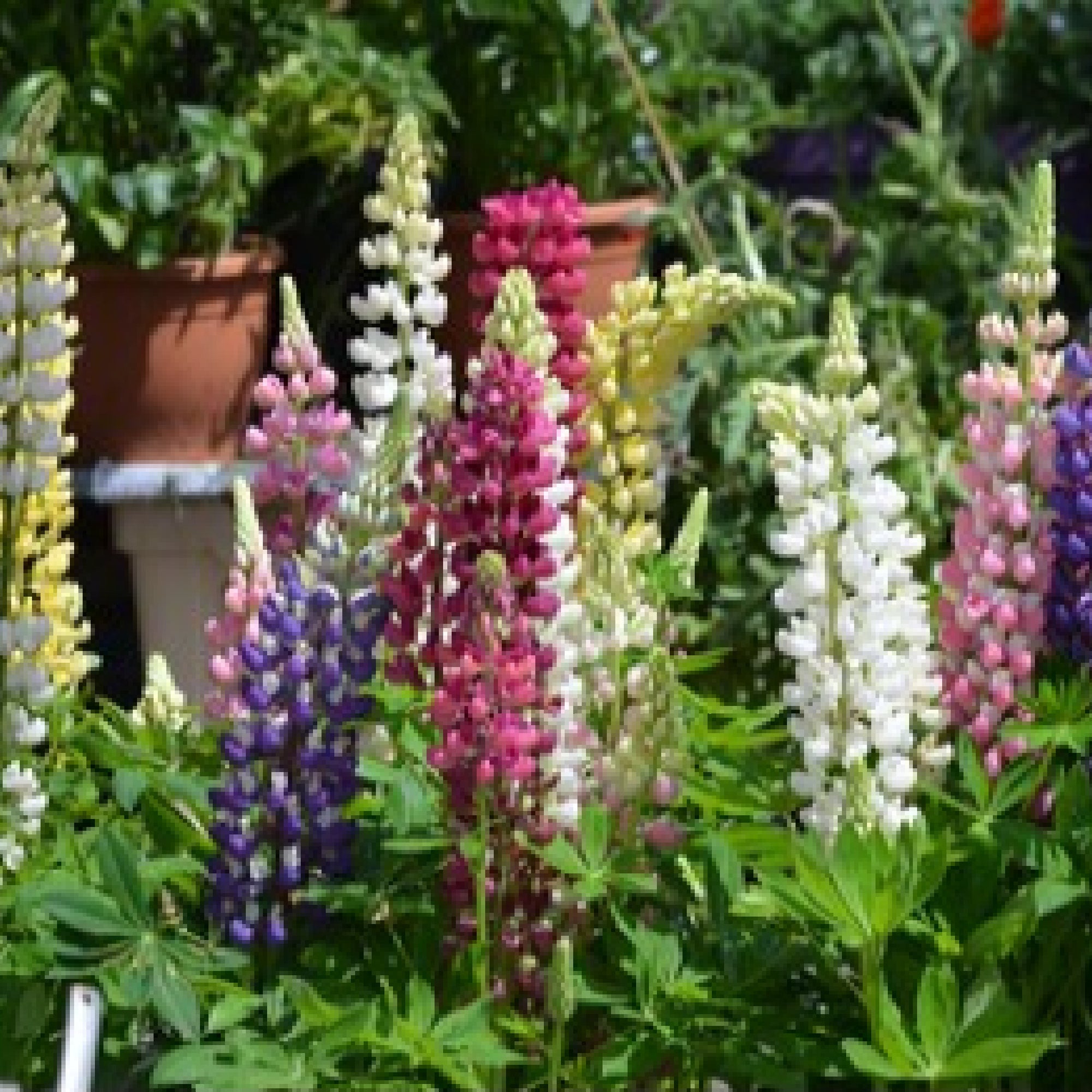 Lupin Gallery Mixed Colours 9cm