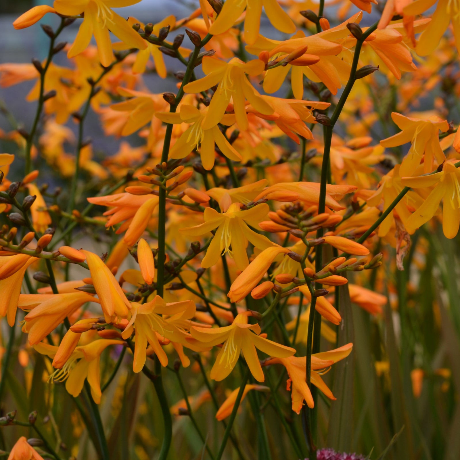 Clusters of vibrant amber-yellow Crocosmia × crocosmiiflora 'George Davidson' flowers with long green stems and buds bloom densely outdoors, offering a long flowering period. Supplied in a 9cm pot.