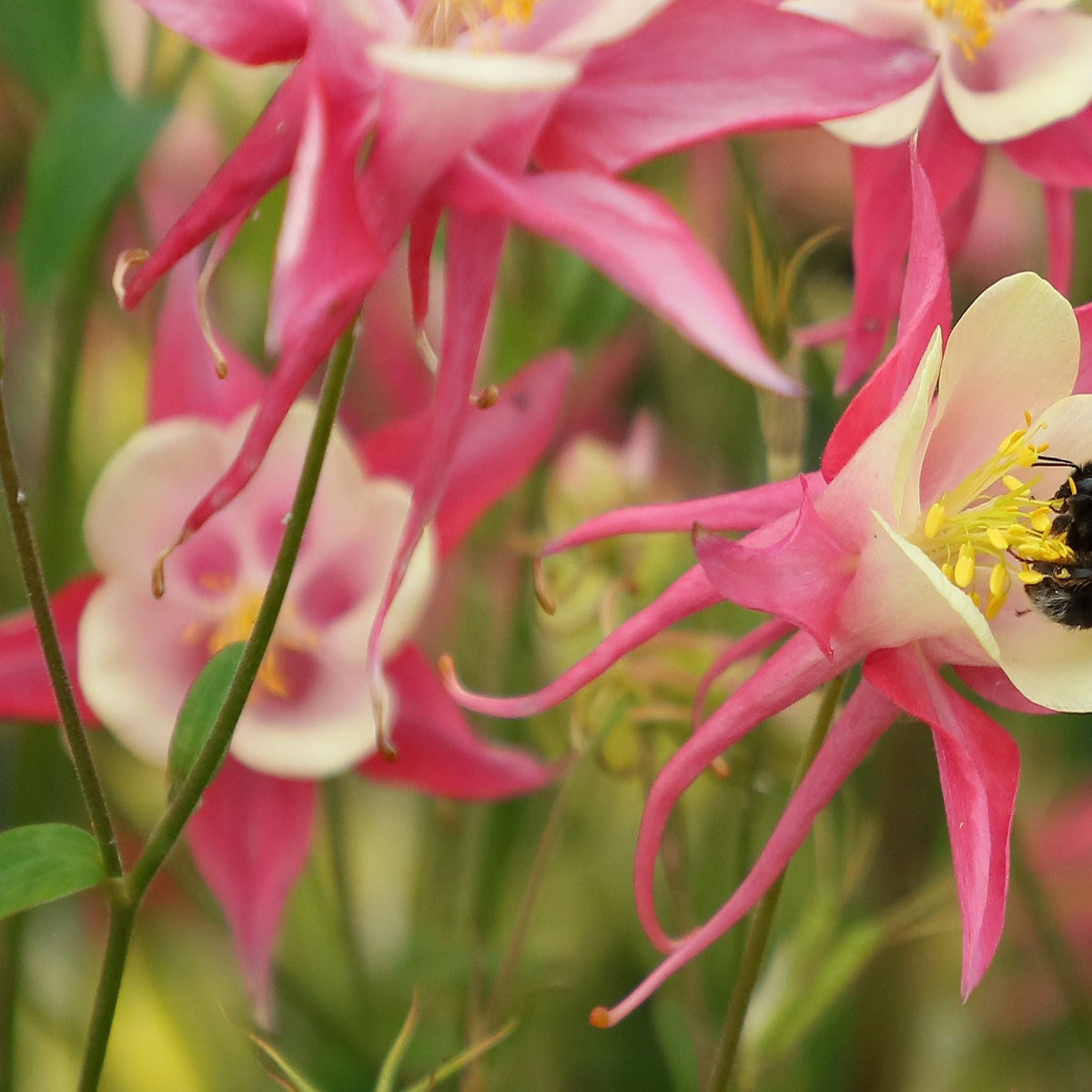 Aquilegia &#39;Rose and Ivory &#39;