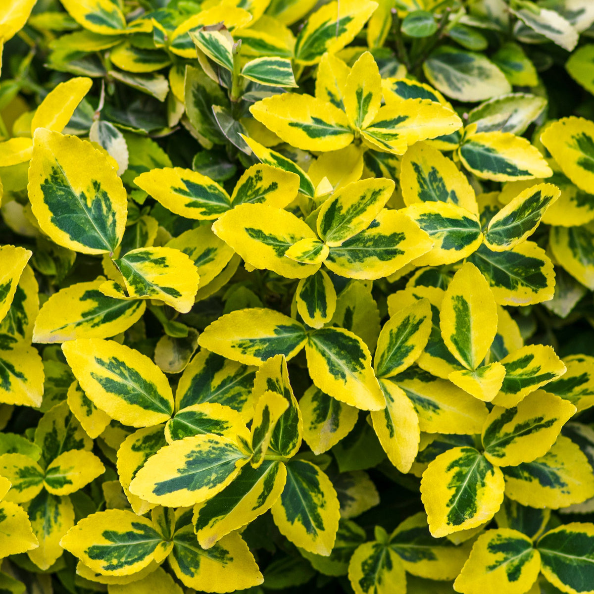 Euonymus fortunei &#39;Emerald n Gold&#39;  1L / 5L