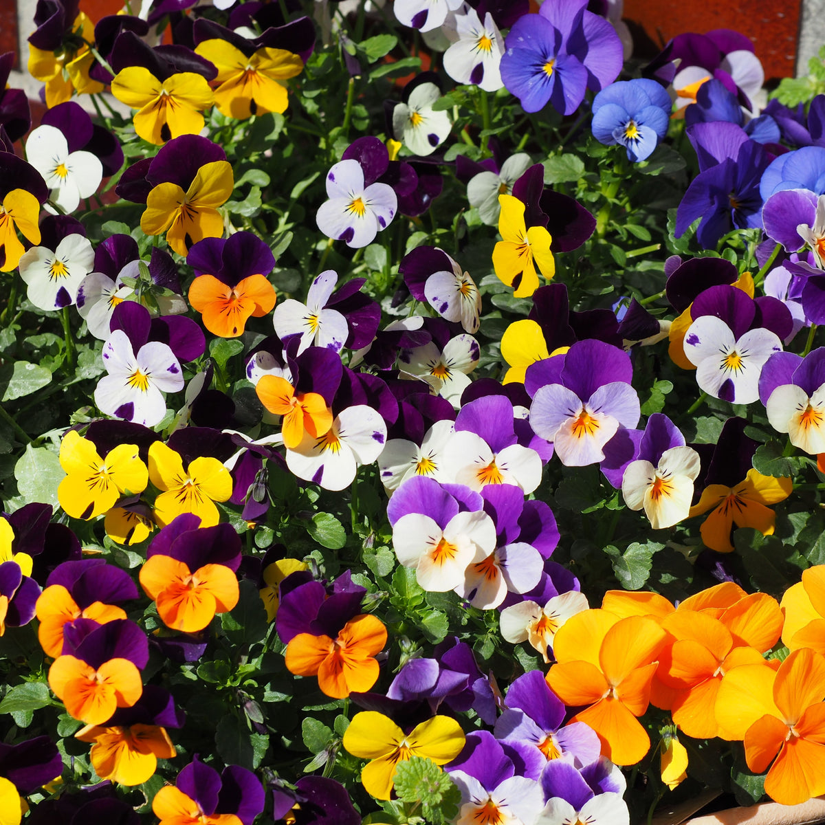 A 12 Pack Viola Tray features a vibrant mix of violas in bloom, showcasing colorful purple, yellow, orange, and white flowers above lush green foliage—perfect for winter bedding.