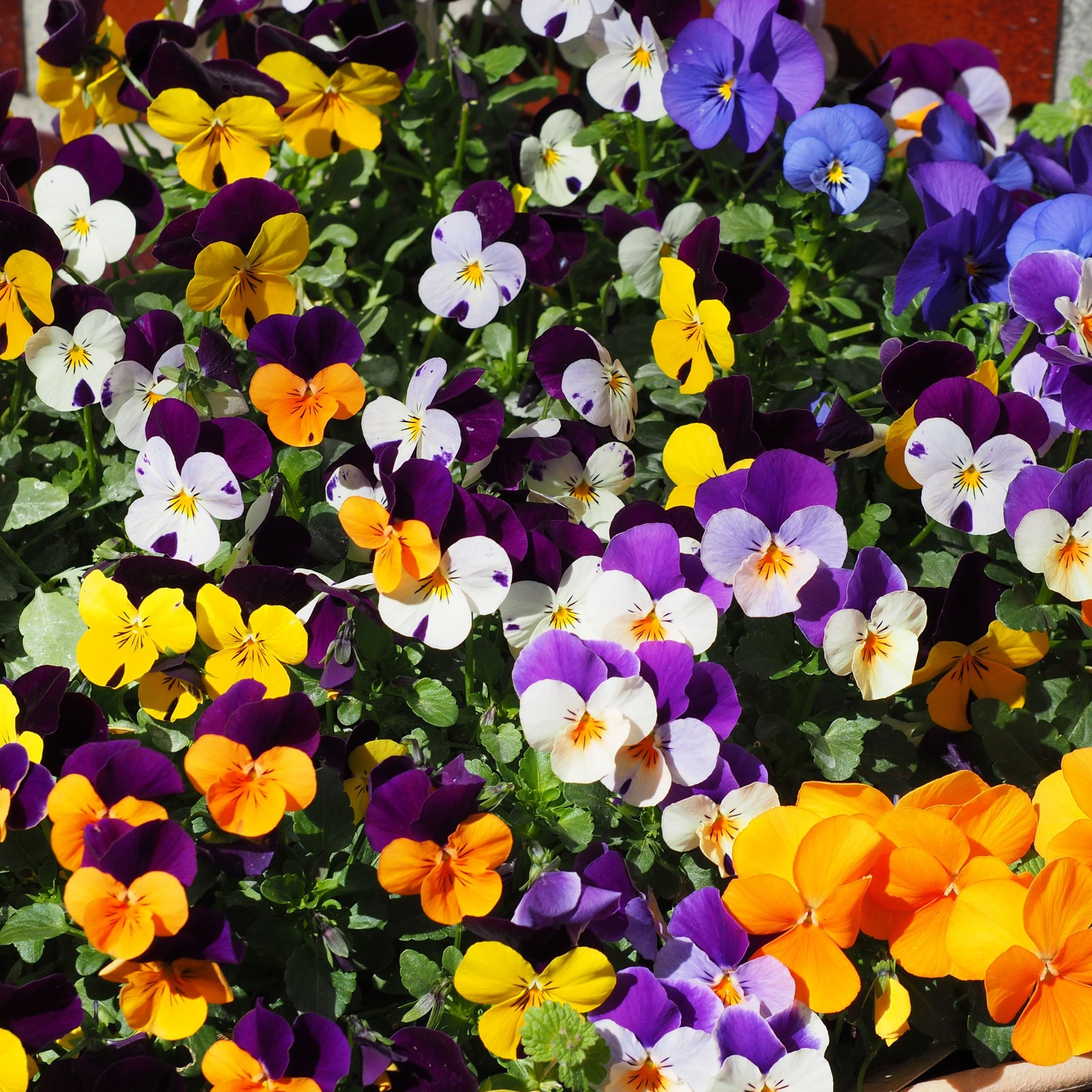 A 12 Pack Viola Tray features a vibrant mix of violas in bloom, showcasing colorful purple, yellow, orange, and white flowers above lush green foliage—perfect for winter bedding.
