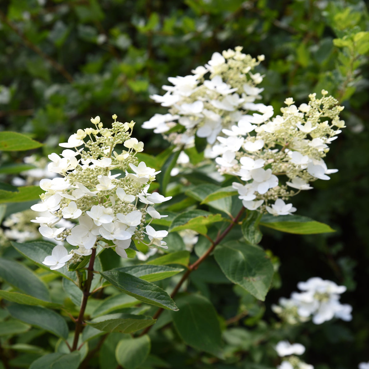 Hydrangea paniculata &#39;Unique&#39; 1L (30-40cm inc pot)