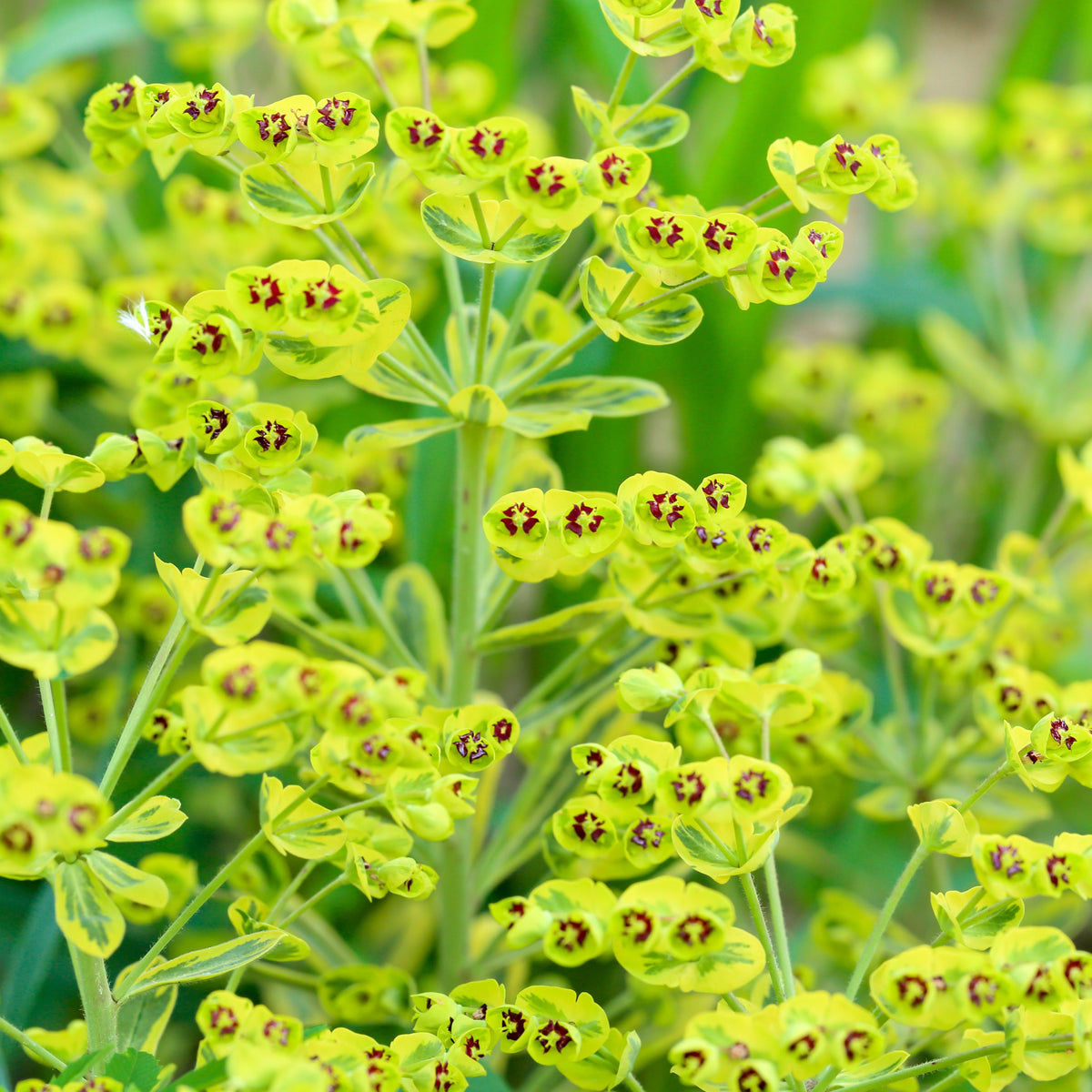 Clusters of small, yellow-green flowers with dark centers grow on green stems and leaves, making Euphorbia x martinii 2L a dense, vibrant, low-maintenance plant—ideal for adding color to gardens or growers pots.