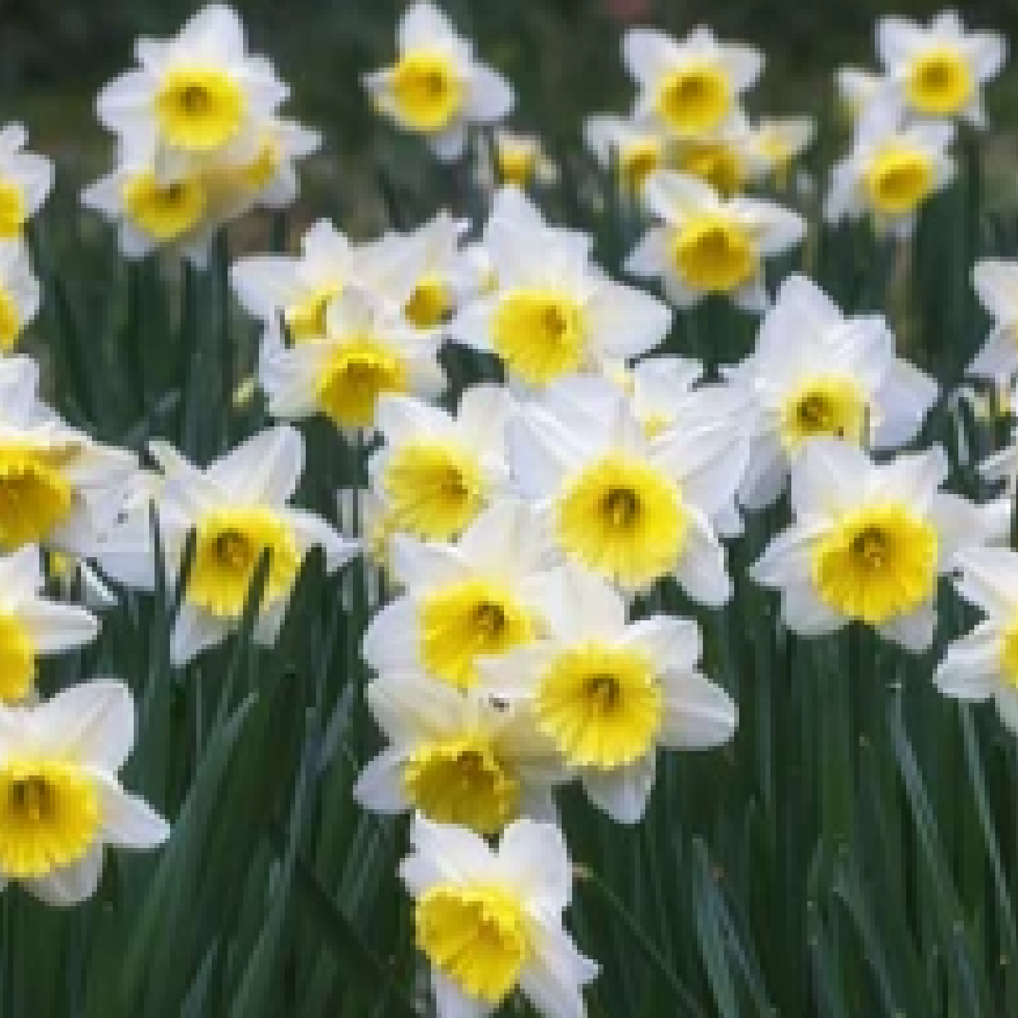 Narcissi Scented White Mix | Dwarf White Daffodil Bulbs (8 Bulbs)