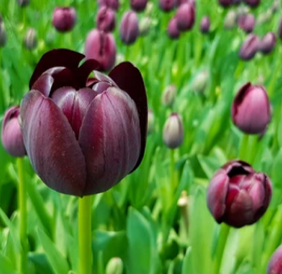 Tulip &#39;Queen of the Night&#39; (5 Bulbs)