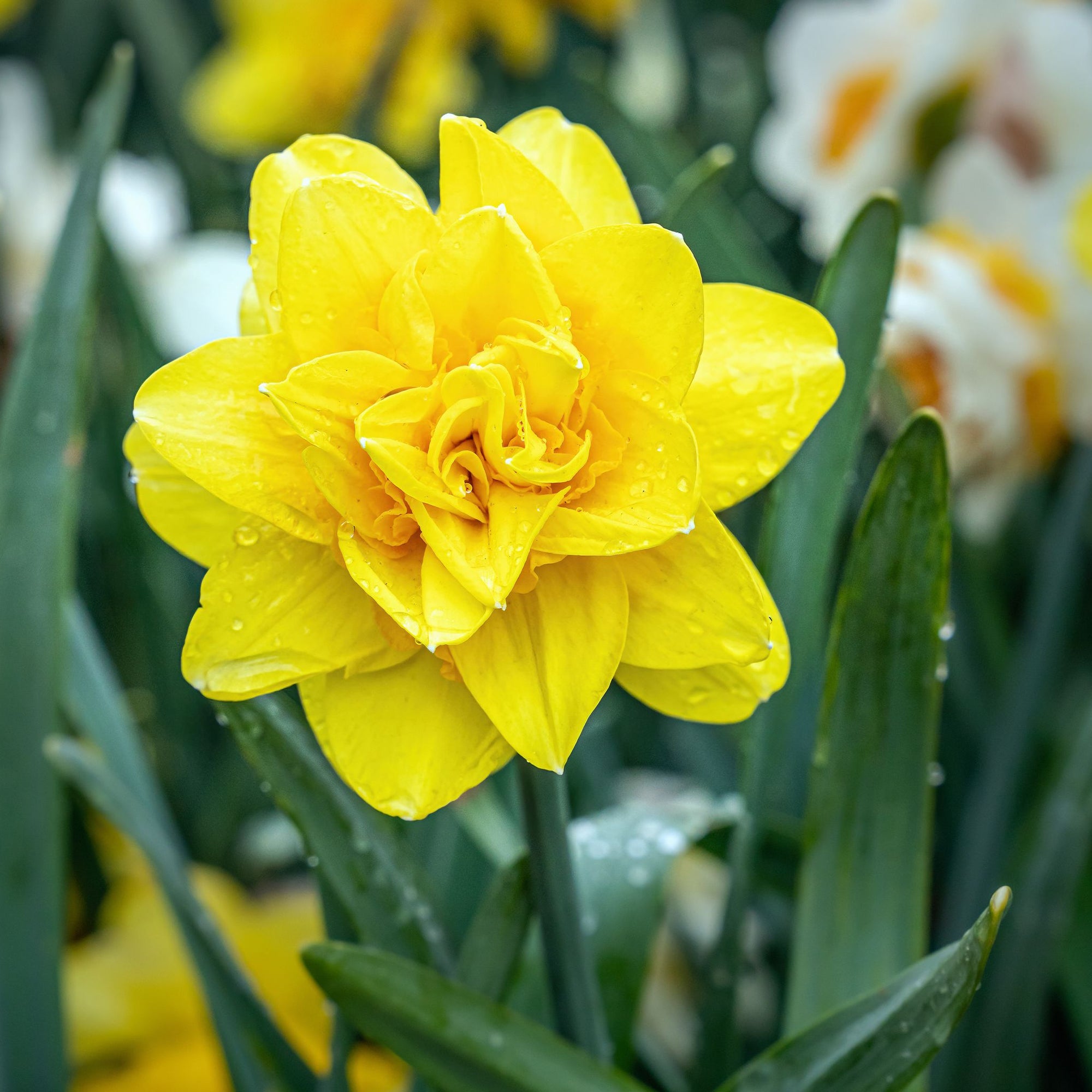 Daffodil 'Golden Ducat' (6 Bulbs)