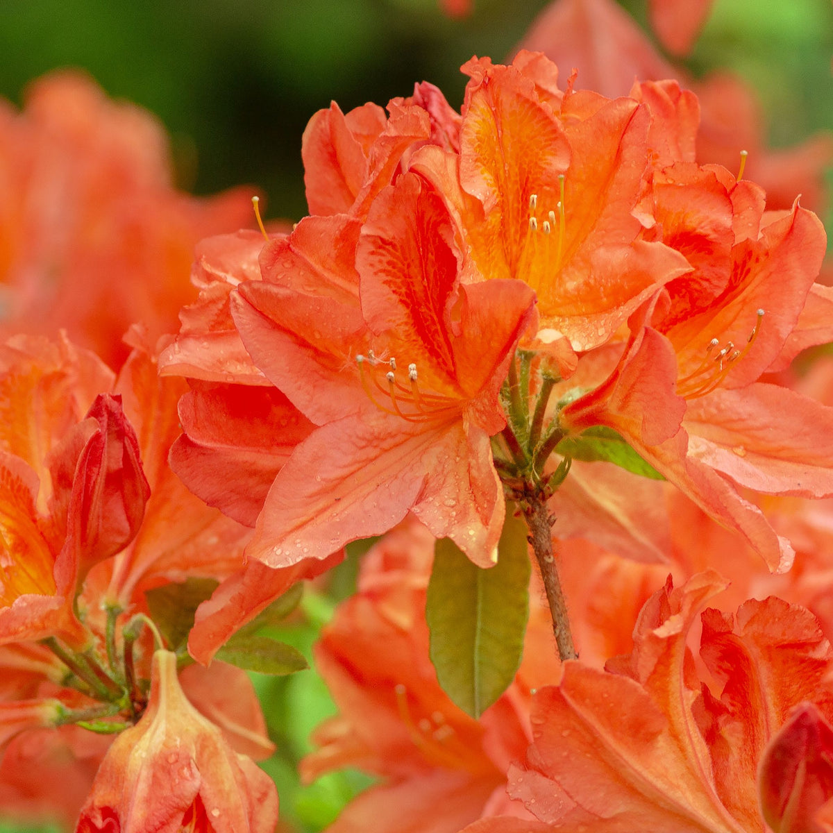 Close-up of Rhododendron &#39;Tortoischell Orange&#39; 5L in full bloom, showcasing vibrant orange petals and visible stamens, with a soft-focus green and orange background highlighting this stunning garden shrub.