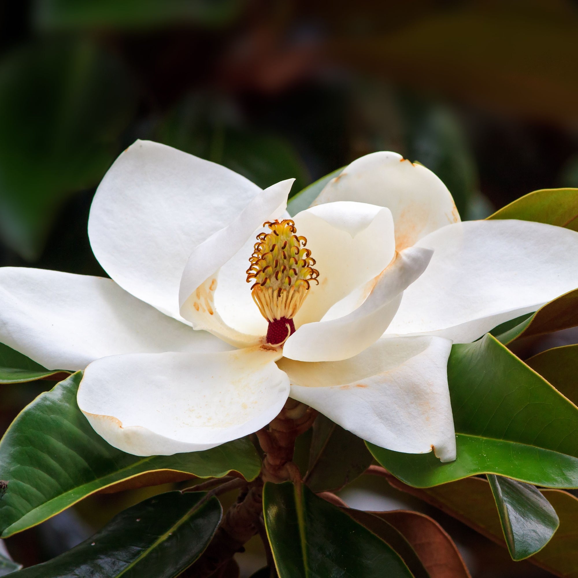 Evergreen Magnolia | Fairy Magnolia White | 60-70cm