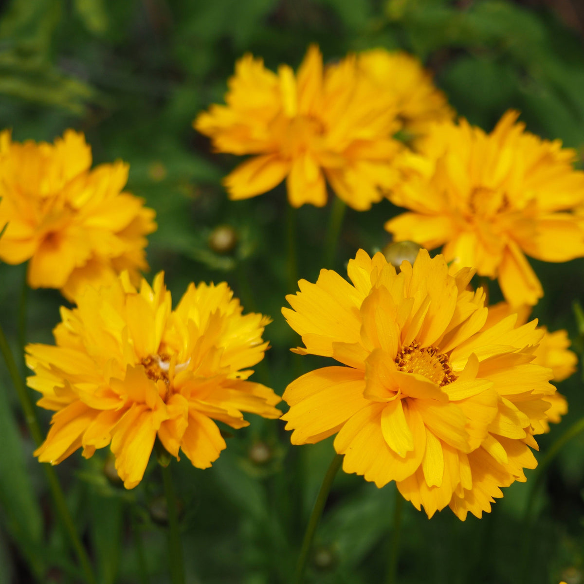 Coreopsis grandiflora &#39;Castello Gold&#39; 9cm