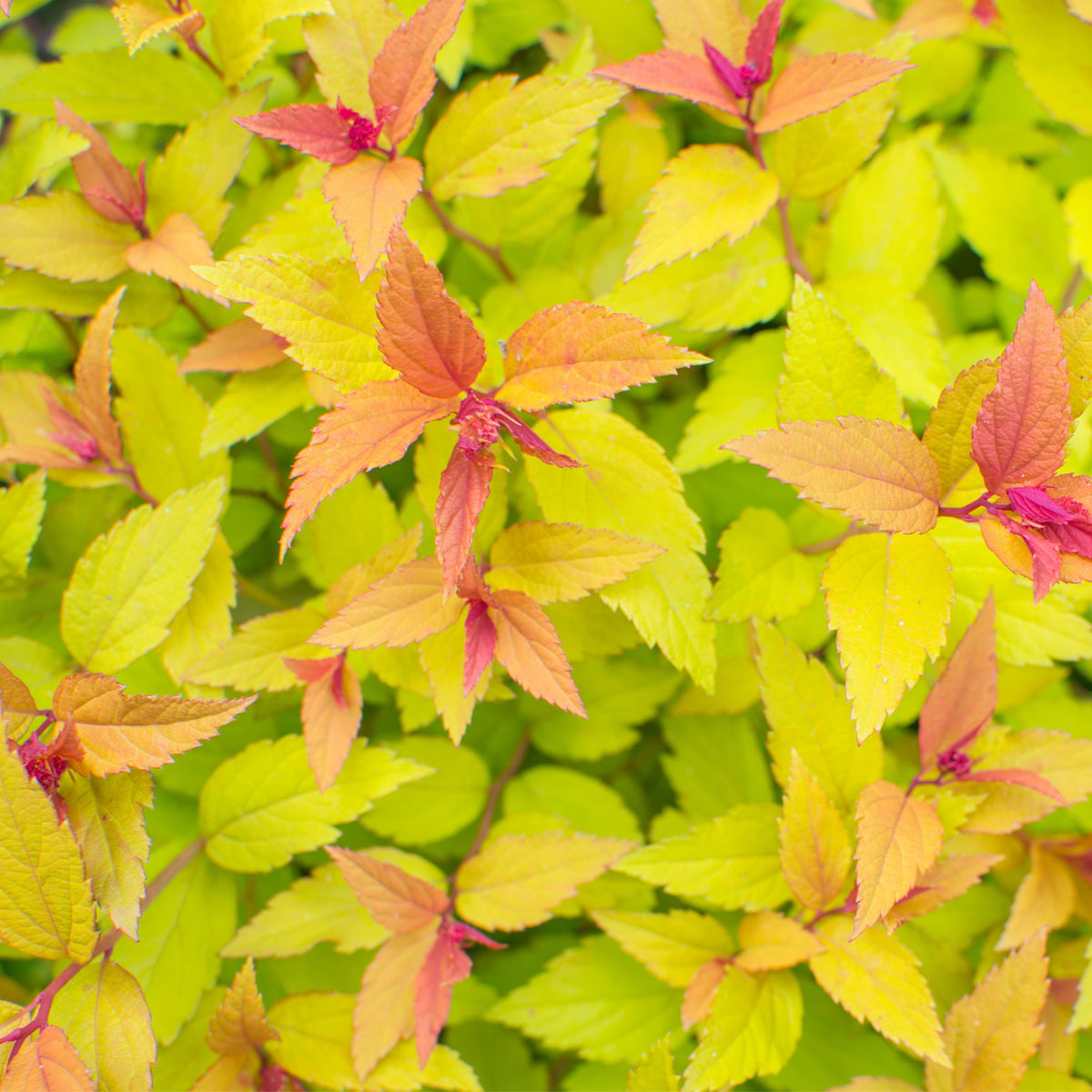 Spiraea japonica &#39;Firelight&#39; 9cm / 1L / 2L