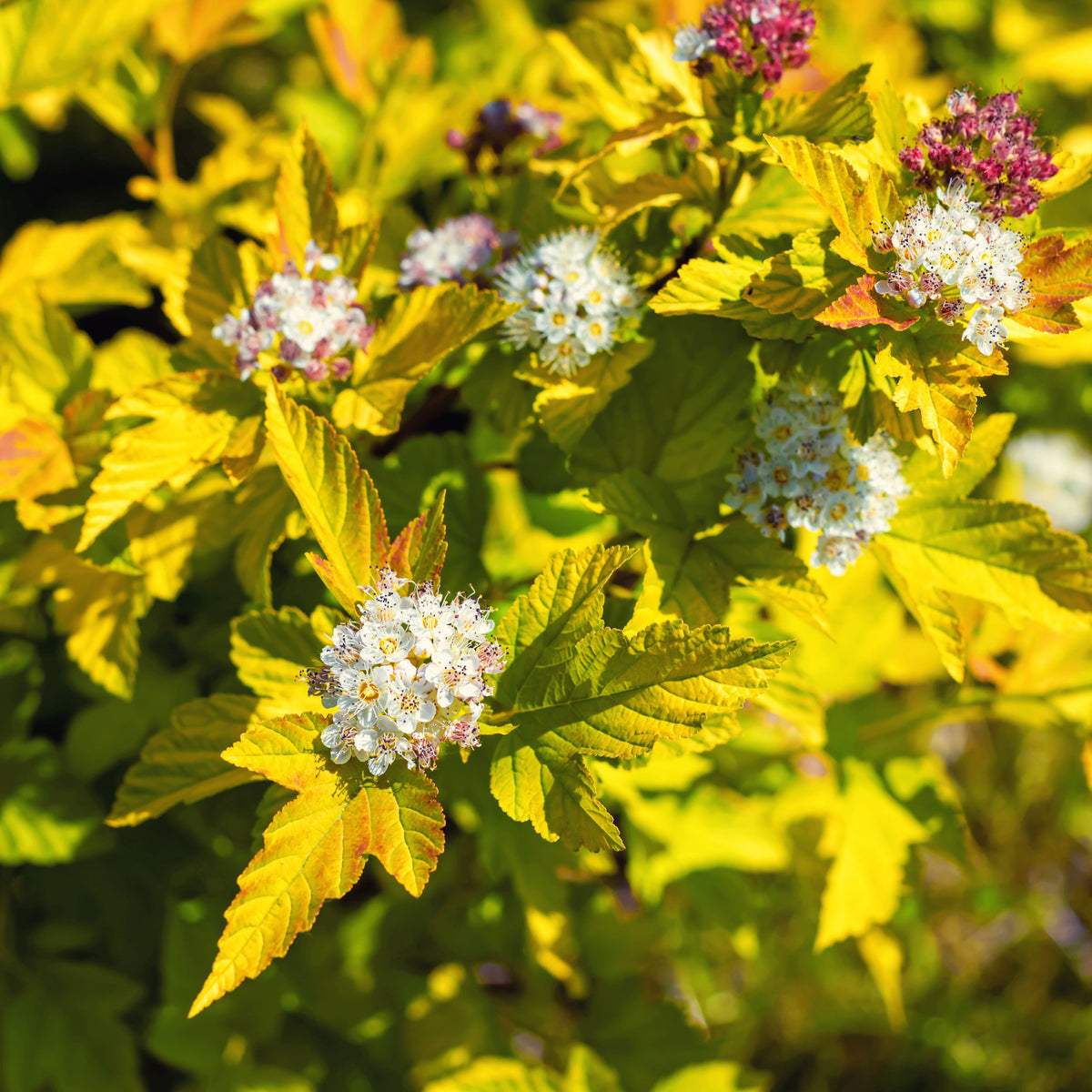 Sunlit Physocarpus opulifolius &#39;Dart&#39;s Gold&#39; 1L displays bright yellow-green foliage and clusters of small white flowers with pinkish centers, some turning purplish-pink.