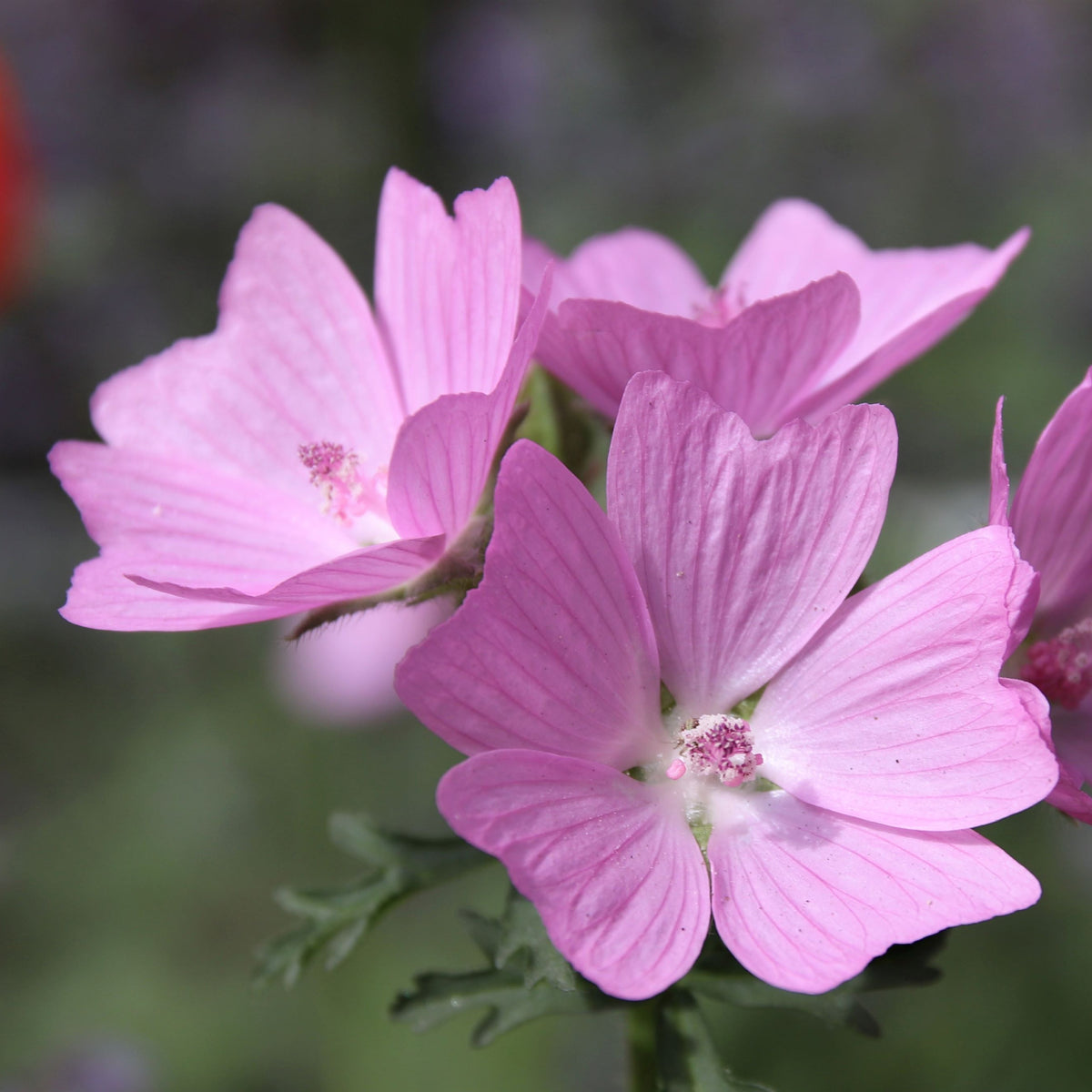 Close-up of Malva moschata &#39;Rosea&#39; 1L: three light pink flowers with delicate petals and prominent central stamens, set against a soft green background with jagged green leaves—an ideal addition to any cottage garden.