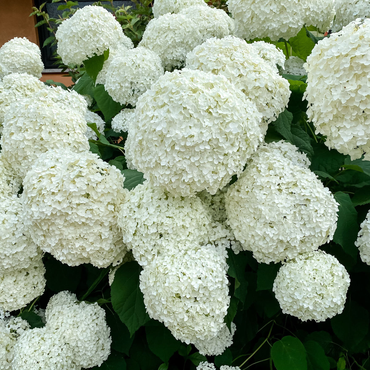 Hydrangea arborescens &#39;Annabelle&#39; 9cm / 2L produces large clusters of round, white blooms surrounded by green foliage. This hardy, deciduous shrub offers lush, densely packed flowers for a textured garden display.