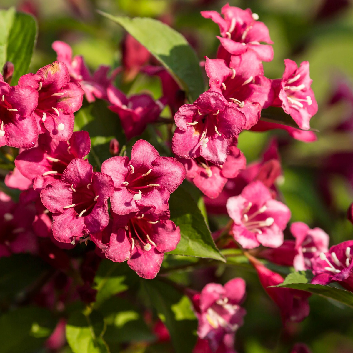 Clusters of vibrant ruby-red trumpet-shaped flowers with delicate white stamens bloom among green leaves in bright sunlight on the prized deciduous shrub Weigela Florida &#39;Bristol Ruby&#39; (available in 2 sizes), an RHS Award of Garden Merit winner.
