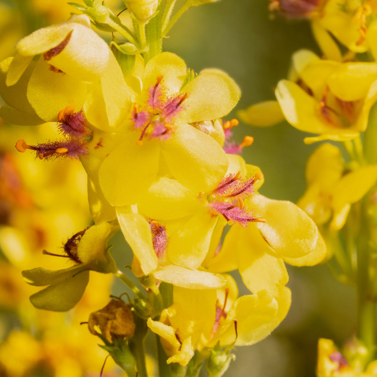 Close-up of Verbascum x hybridum &#39;Banana Custard&#39; 1L, perennial plants with bright yellow flowers featuring magenta-pink centers, blooming densely on green stems in sunlight. The blurred background shows more yellow blooms.