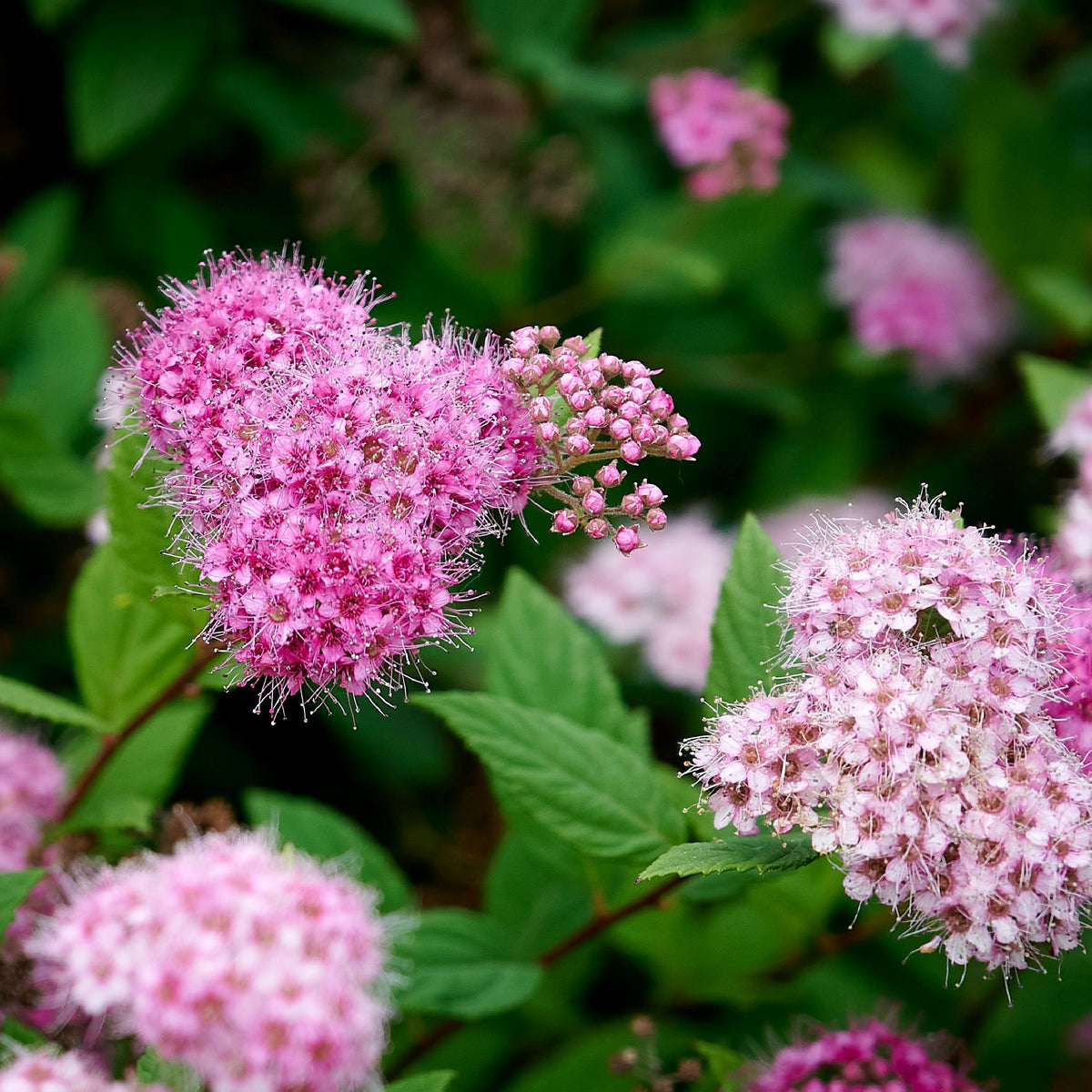 Spiraea japonica &#39;Manon&#39; 1L