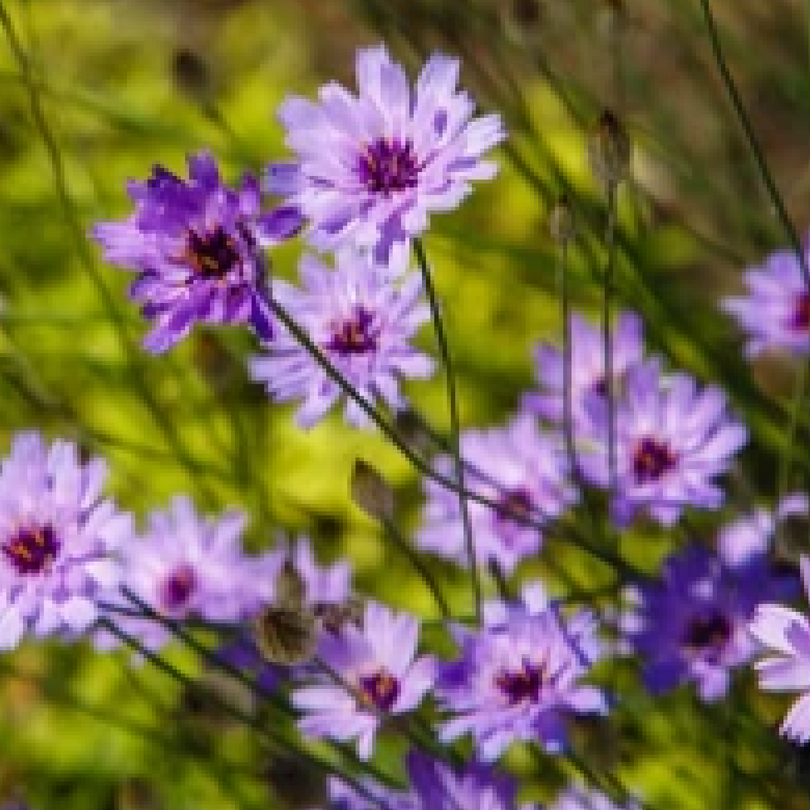 Close-up of several Catananche caerulea 9cm/2L perennial flowers with slender green stems, pale purple petals, and yellow centers, set against a softly blurred green and yellow background.