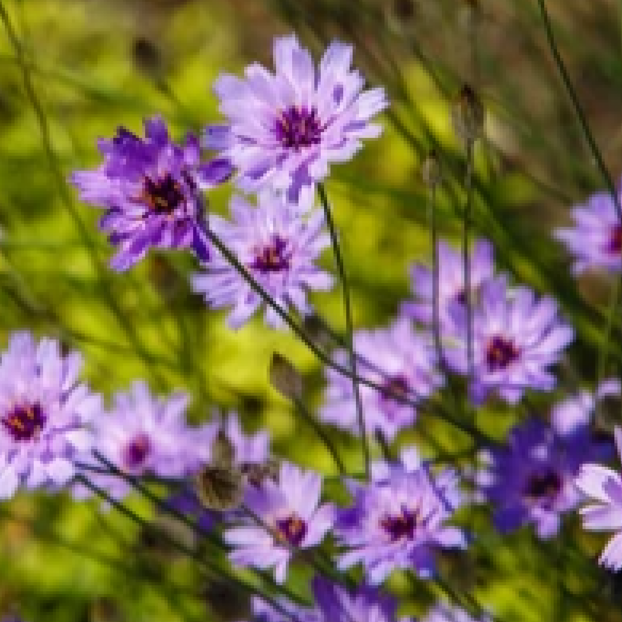 Catananche caerulea 1L/2L