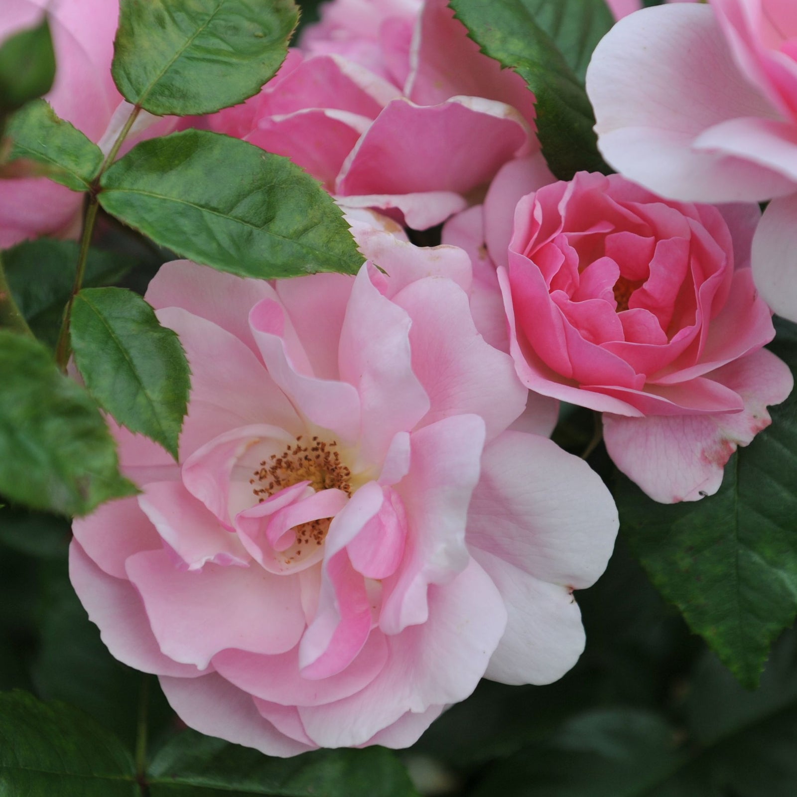 Close-up of the Rose Fragrant Delight Floribunda in a 4L pot, displaying layered pink, fragrant blooms in varying sizes and shades among lush green leaves. Pre-order now for December '25.