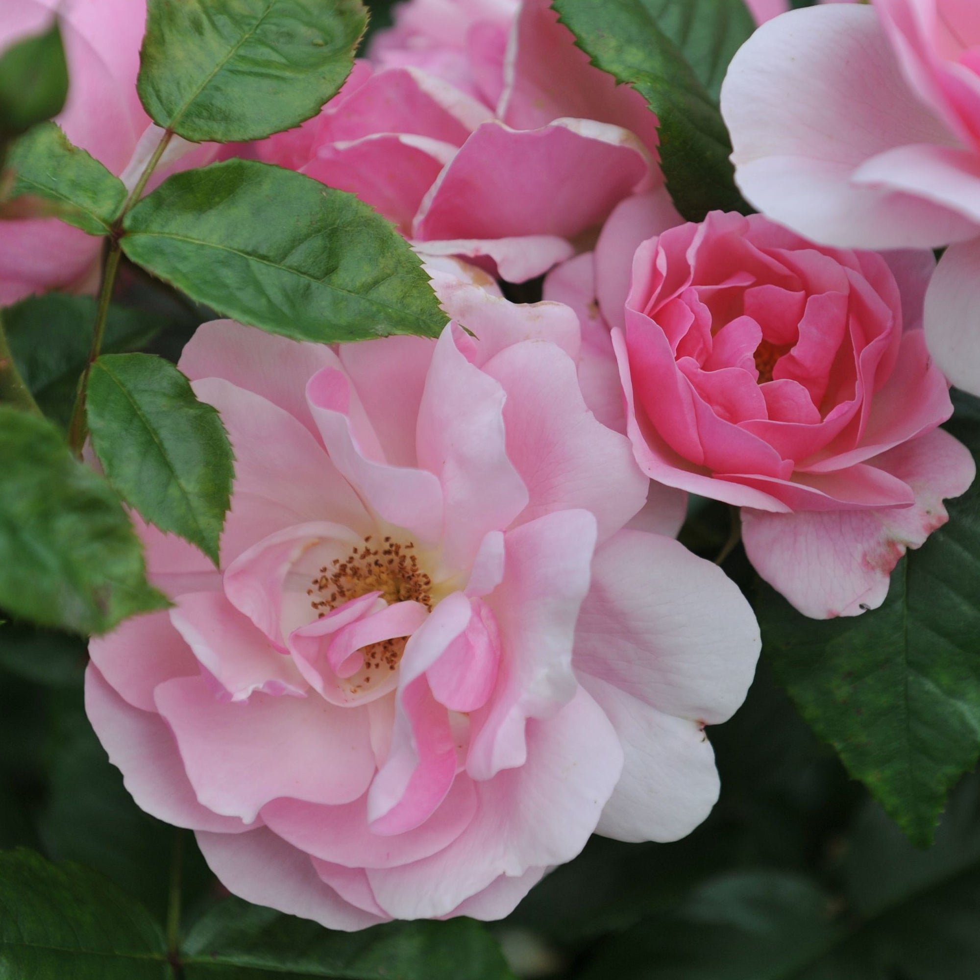 Rose Fragrant Delight | Floribunda Rose | 4L Potted Rose